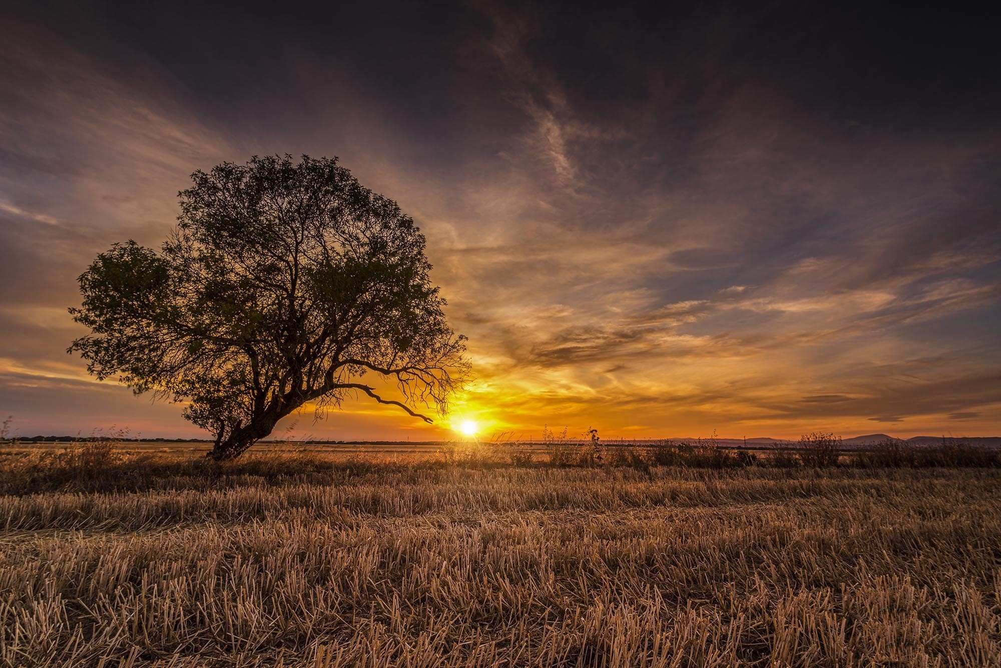 Tree in a harvested field at sunset HD Wallpaper