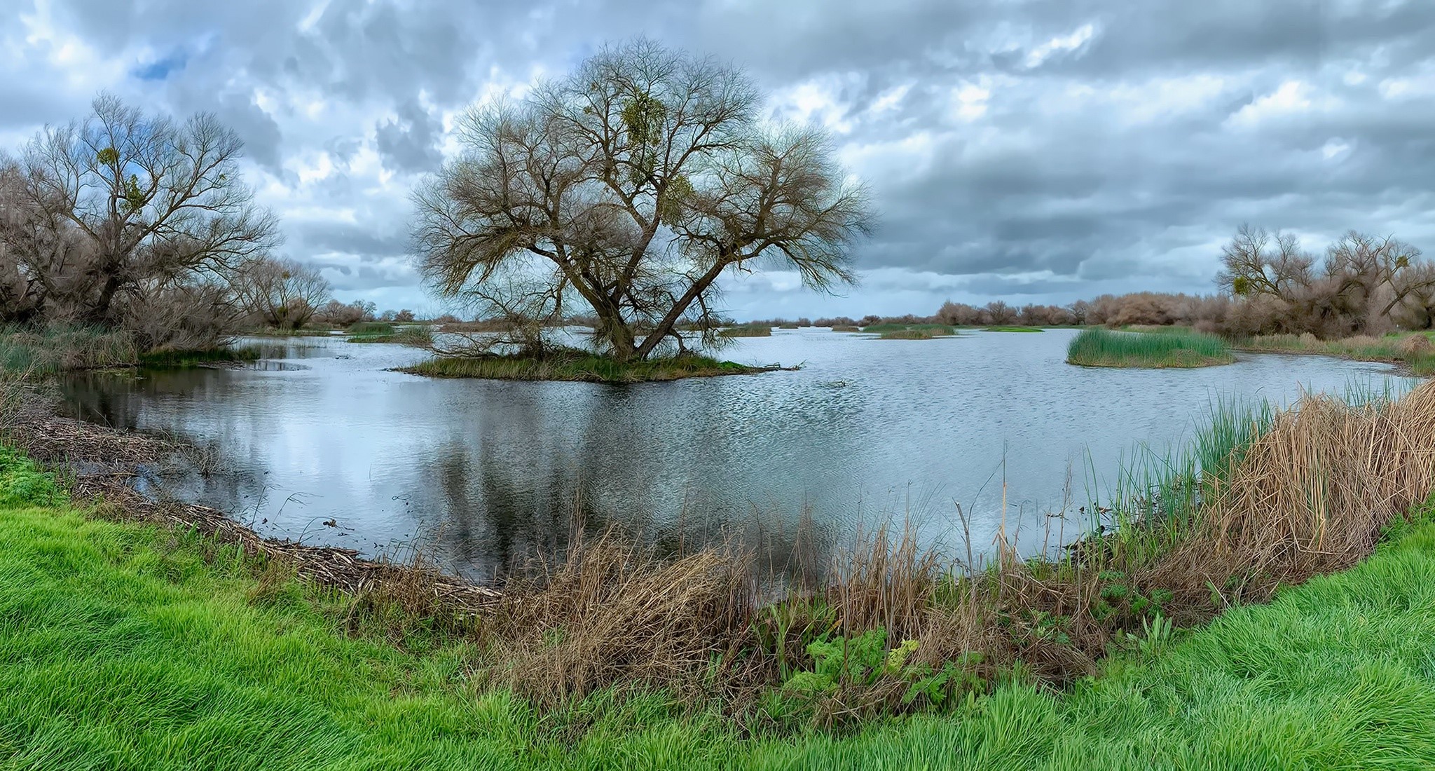 Bare trees in a calm lake under a cloudy sky HD Wallpaper