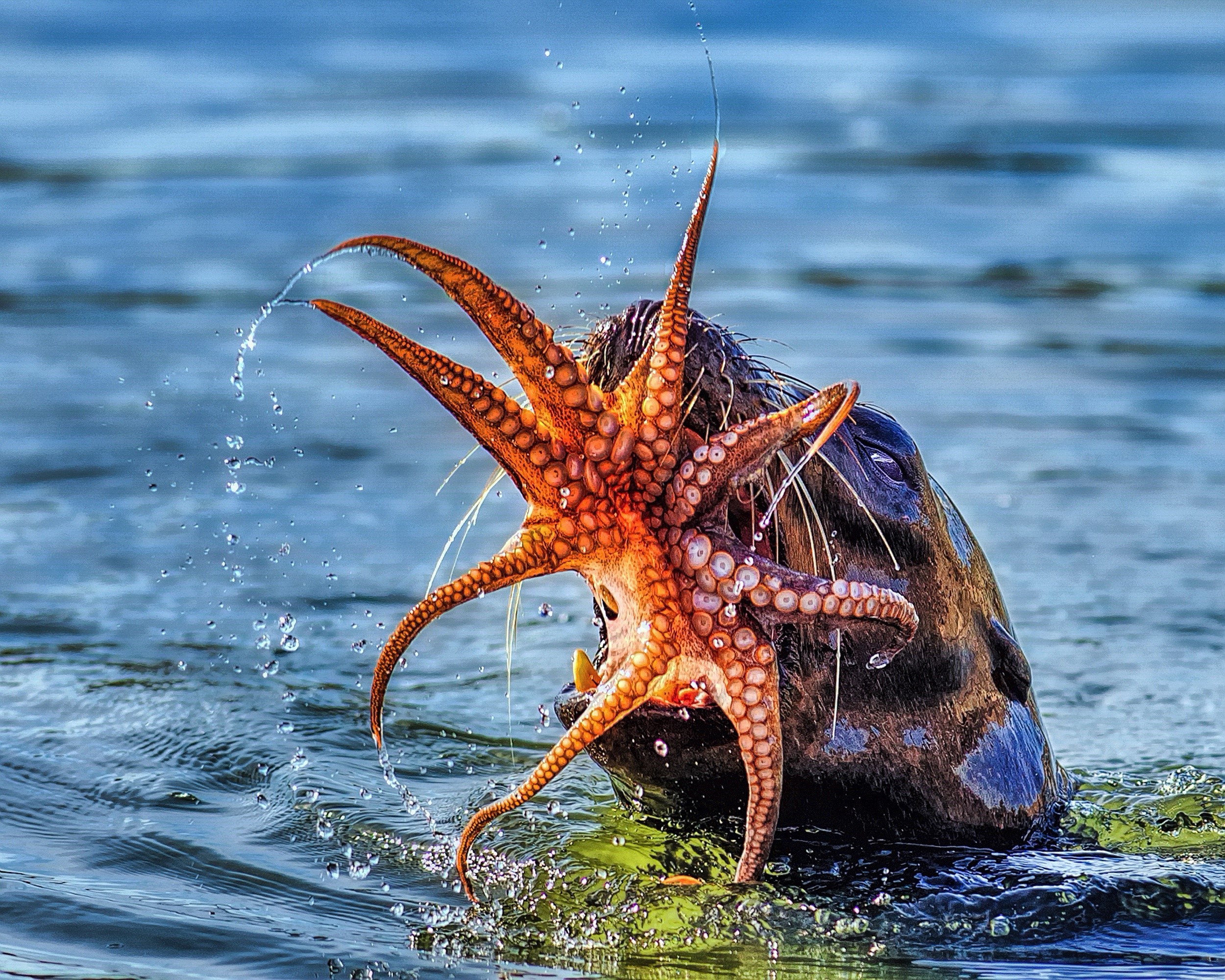 Octopus attacking a seal in the water HD Wallpaper