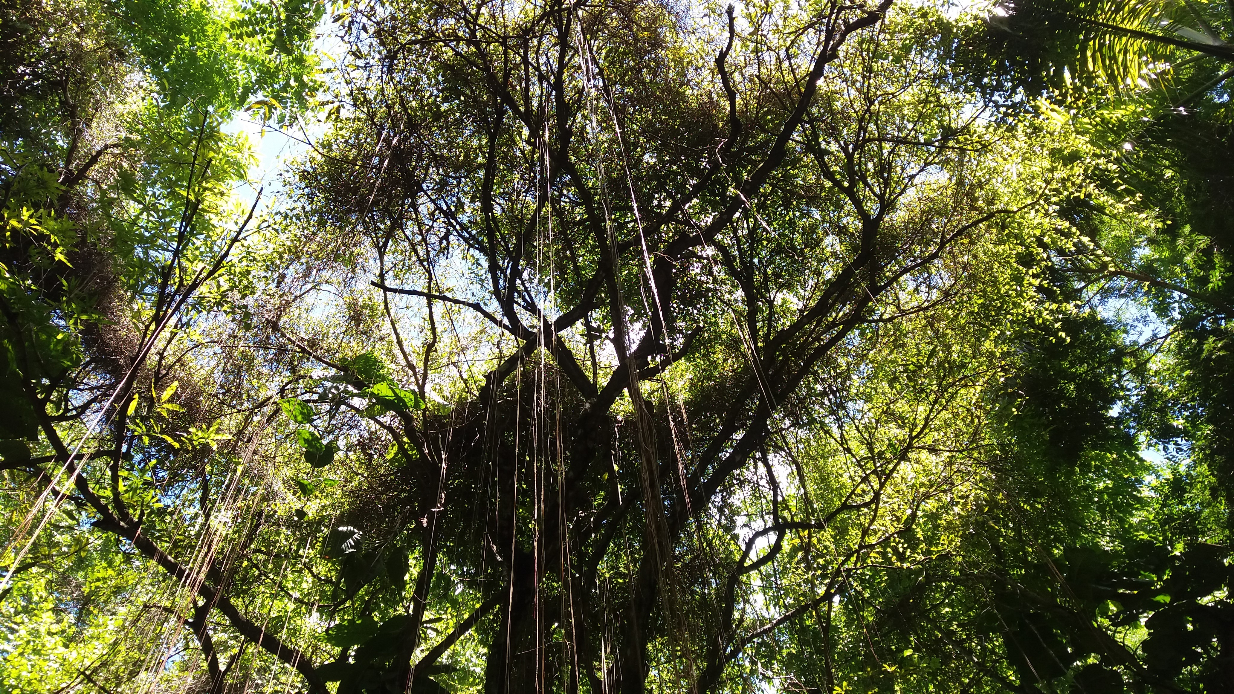4K Nature Trees Brazil HD Wallpaper