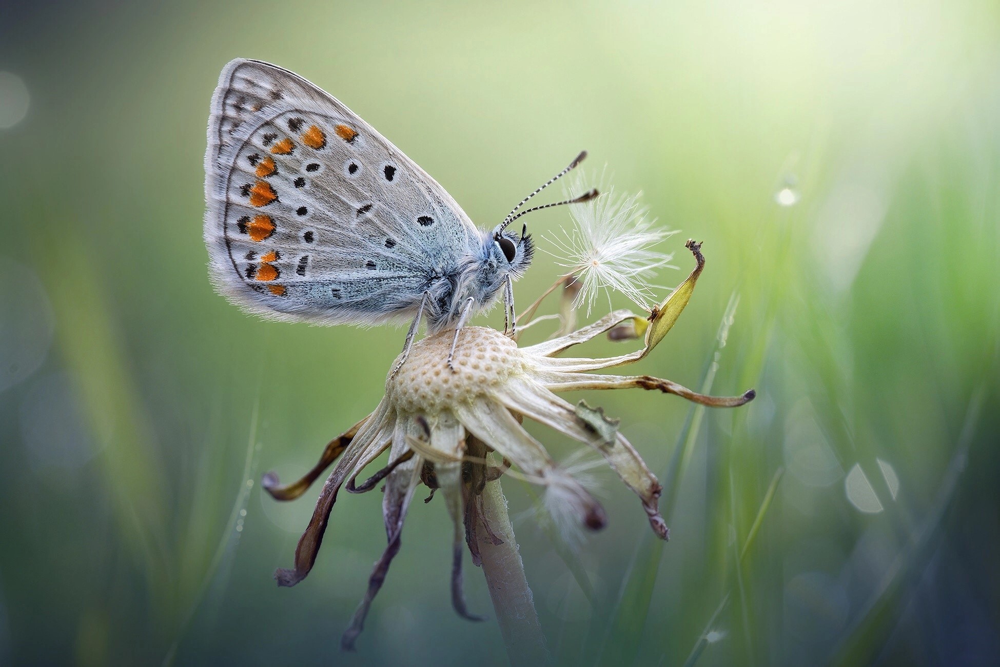 Blue butterfly on a dried flower HD Wallpaper