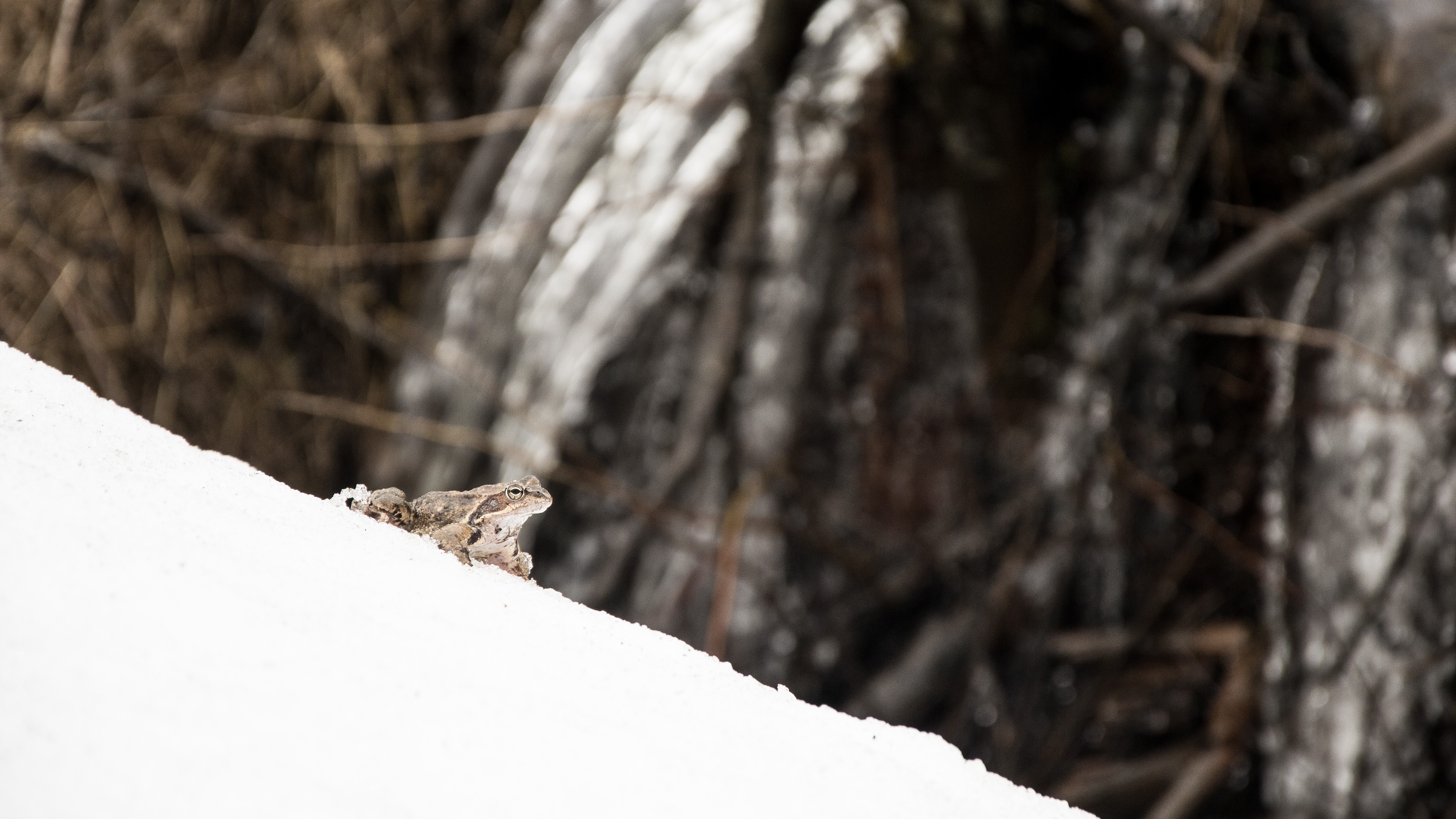 Frog on snow in winter HD Wallpaper