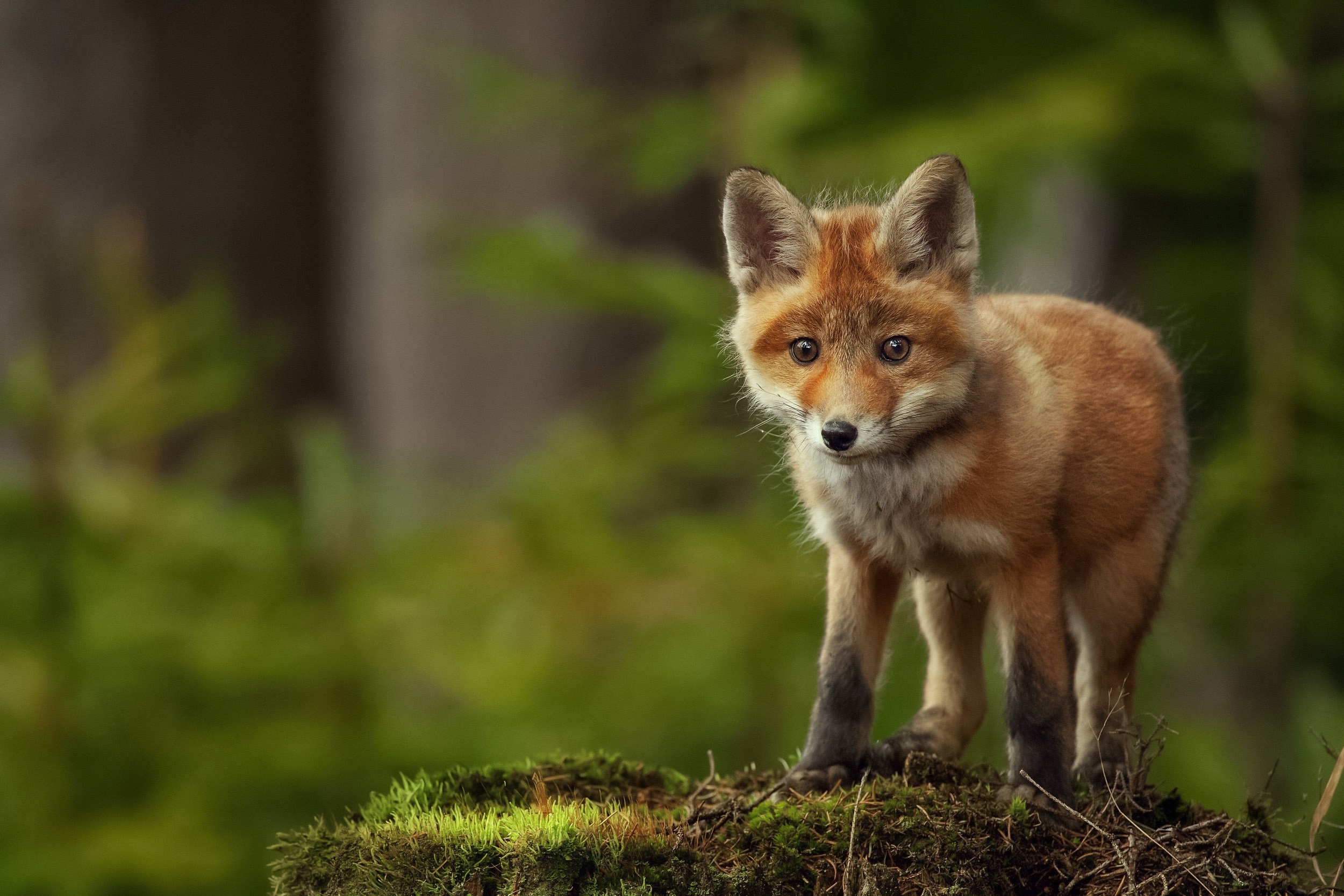 A young fox stands on mossy ground in a forest HD Wallpaper