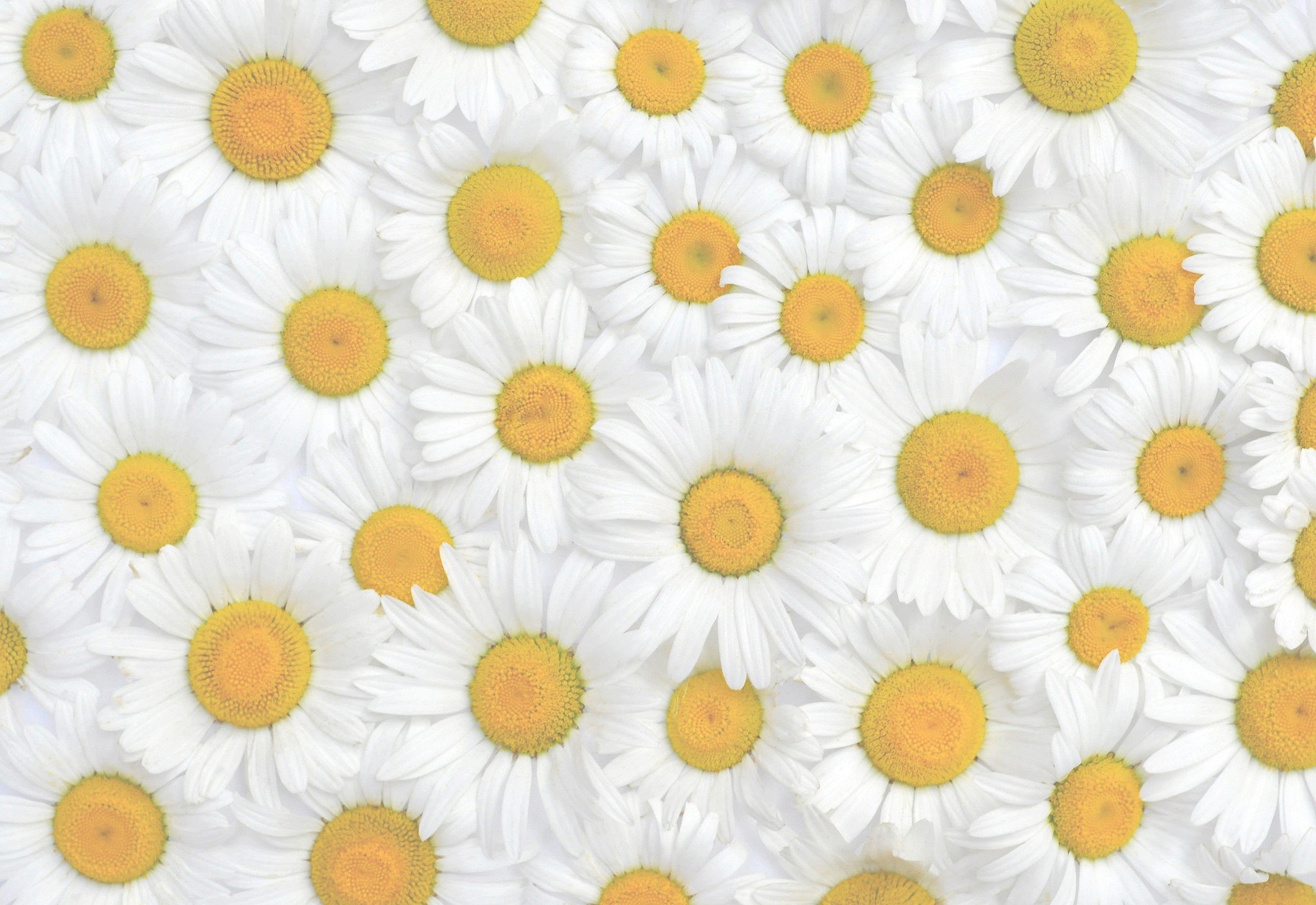 White Chamomile Flowers Texture HD Wallpaper