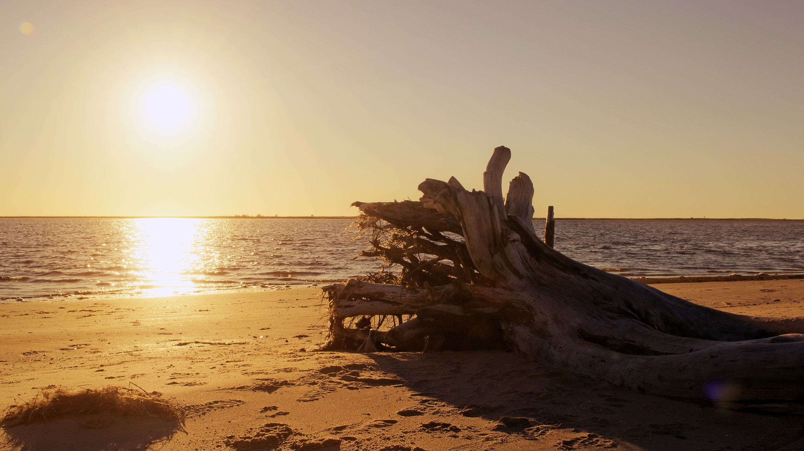 Driftwood on a beach at sunset HD Wallpaper