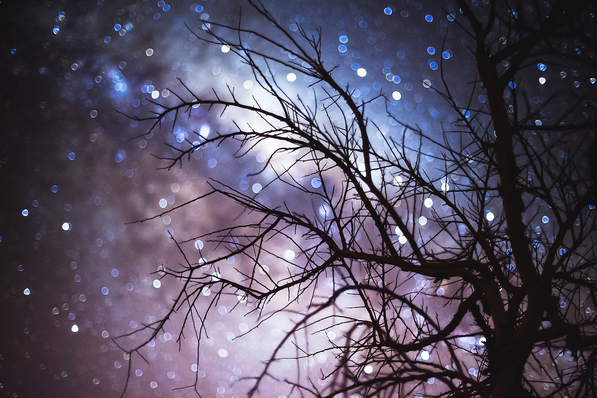 Silhouette of a bare tree against a starry night sky HD Wallpaper