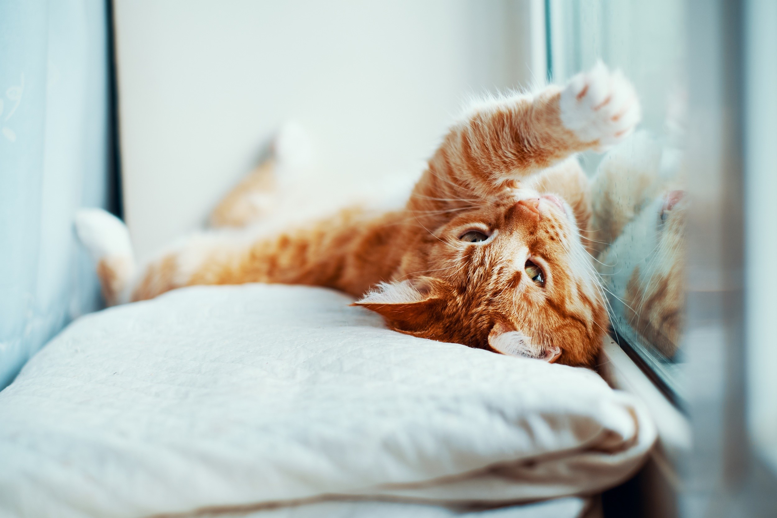 Orange cat lying on its back on a cushion HD Wallpaper