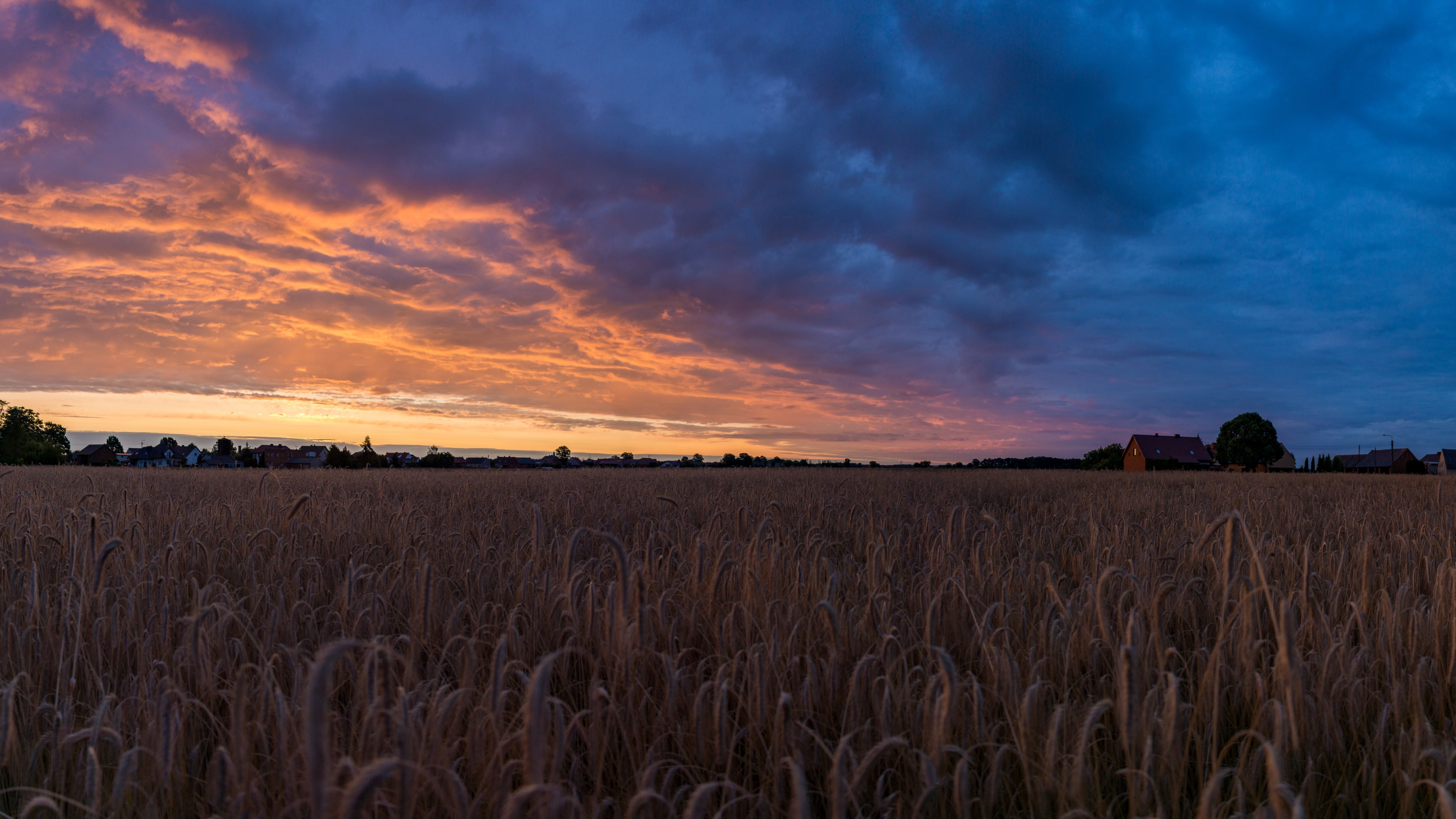 4K Sunrise over a Polish Village and Wheat Field HD Wallpaper
