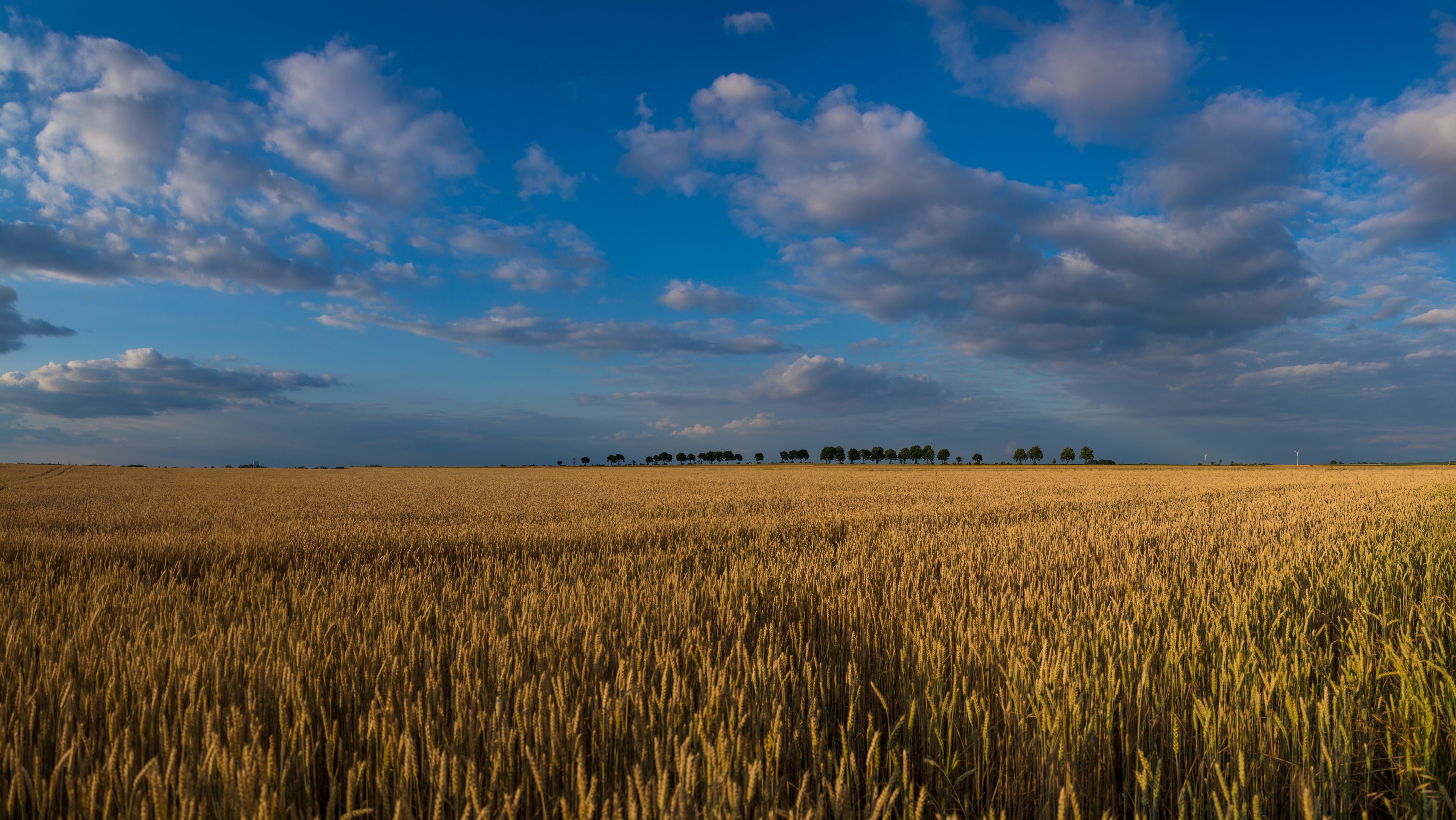 Wheat field in Poland at sunset HD Wallpaper
