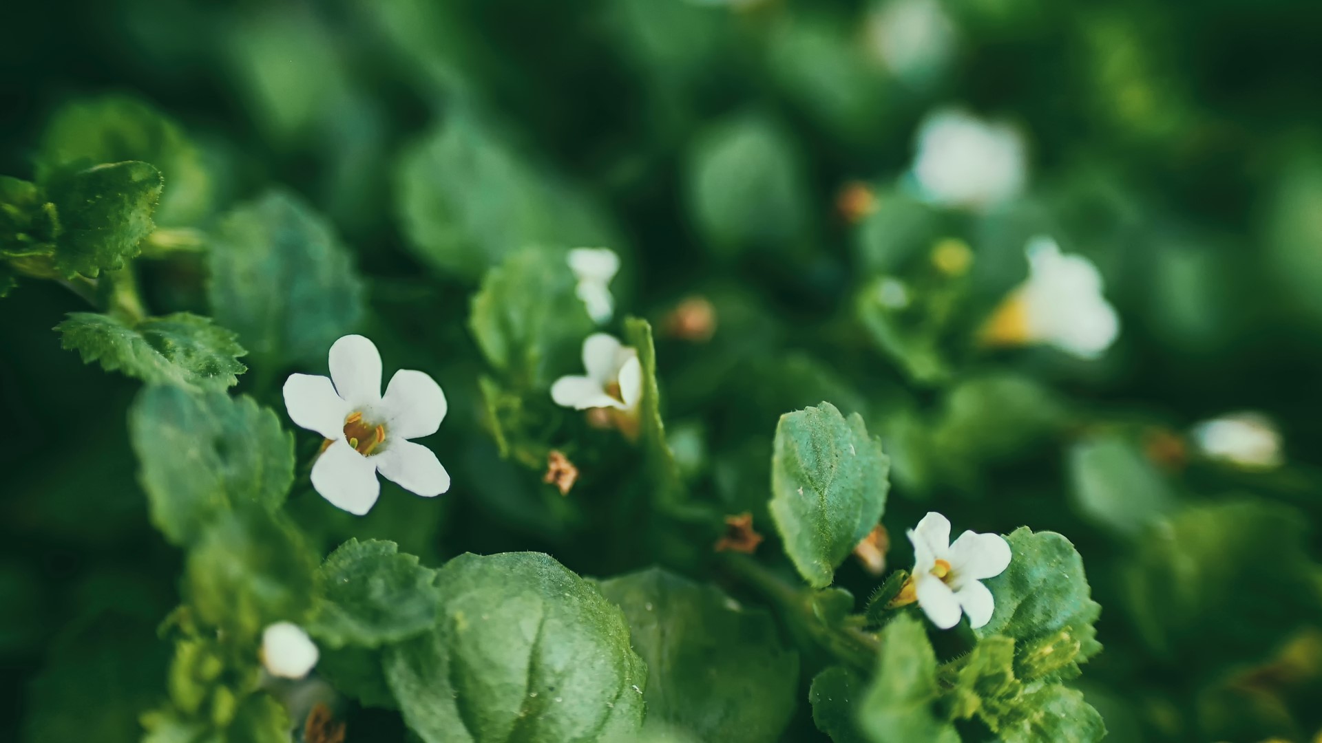 Macro view of small white flowers and green leaves HD Wallpaper