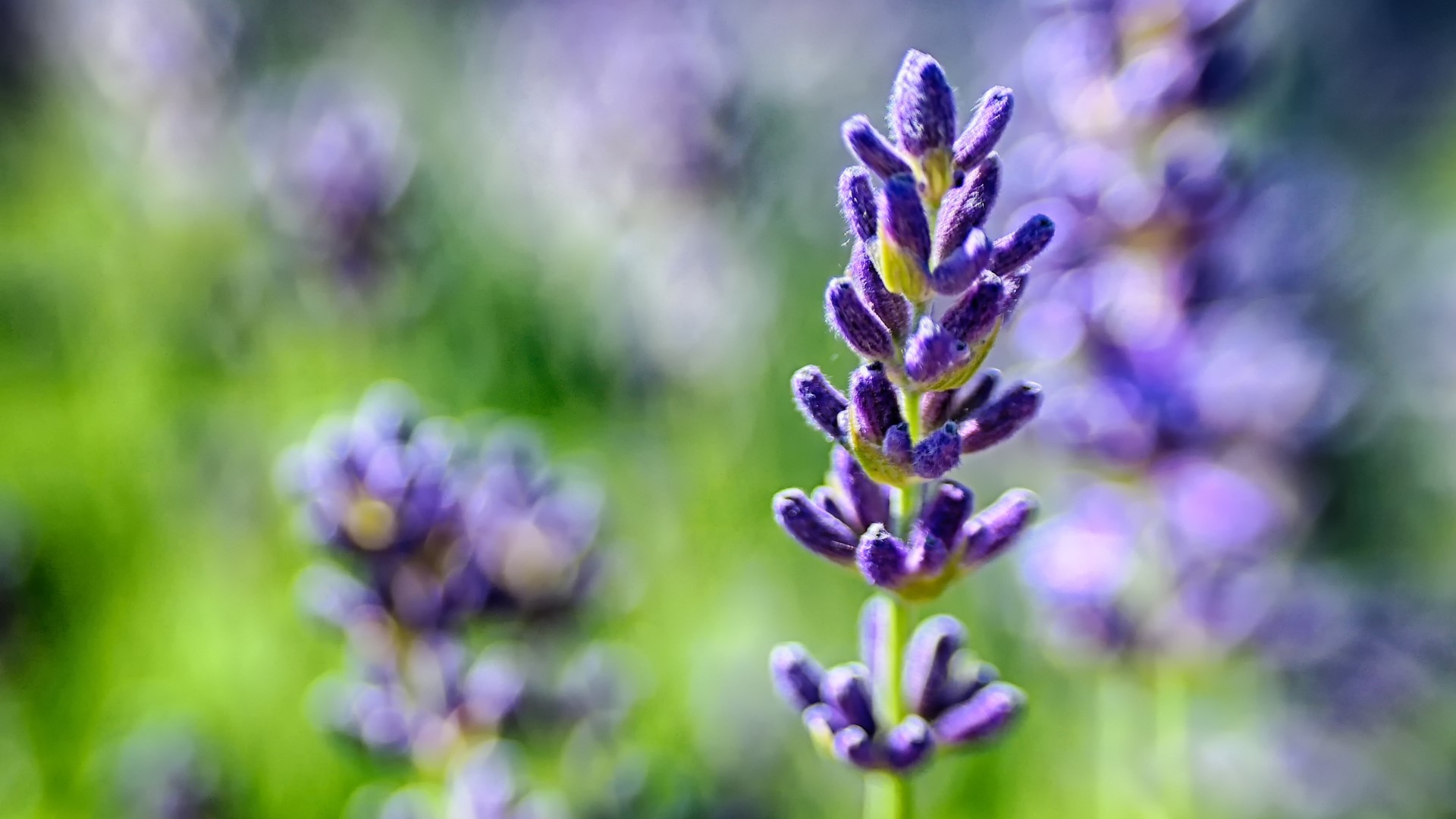 Close-up of a lavender flower with bokeh background HD Wallpaper