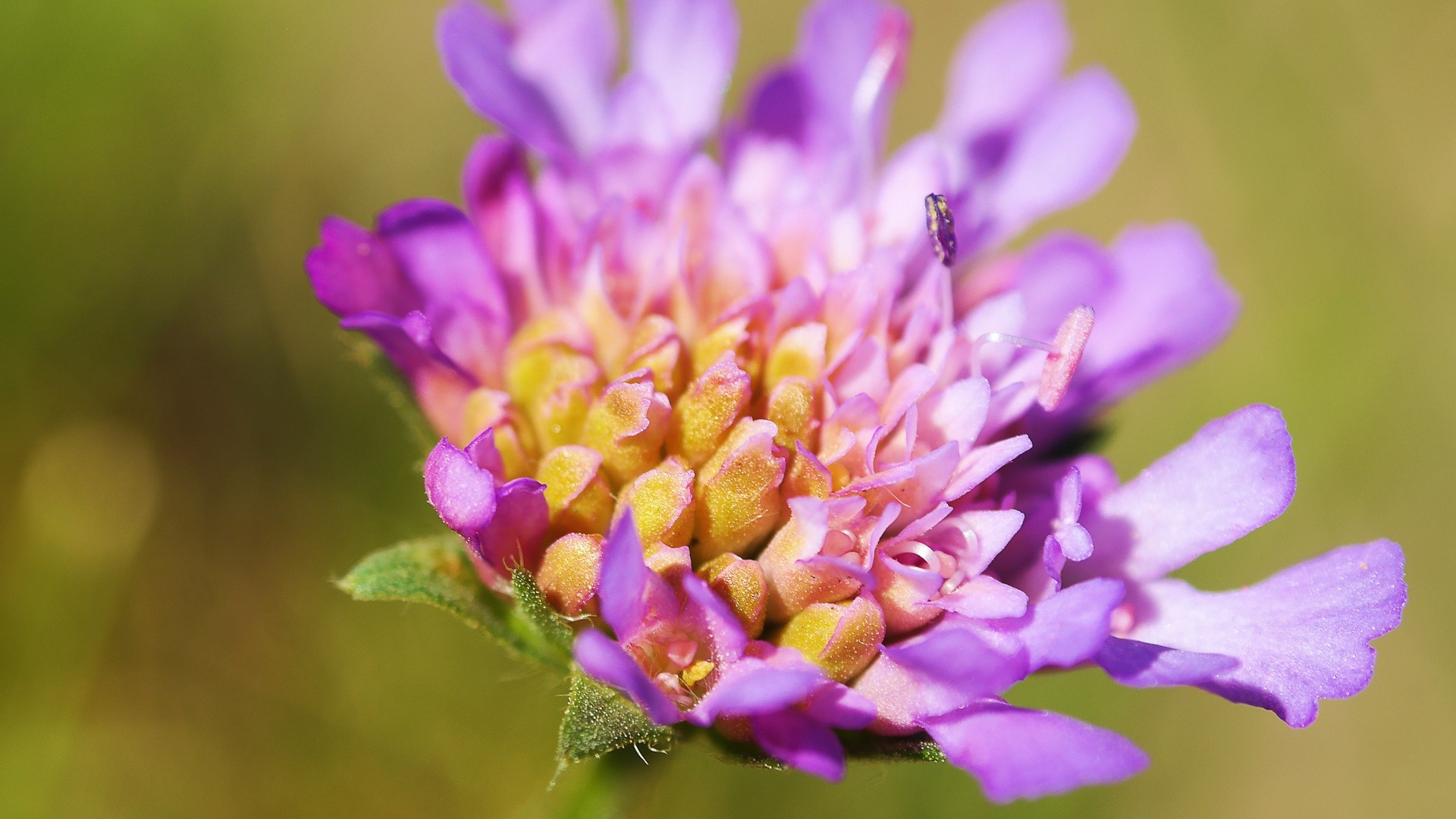 Macro shot of a purple and yellow flower with a small insect HD Wallpaper