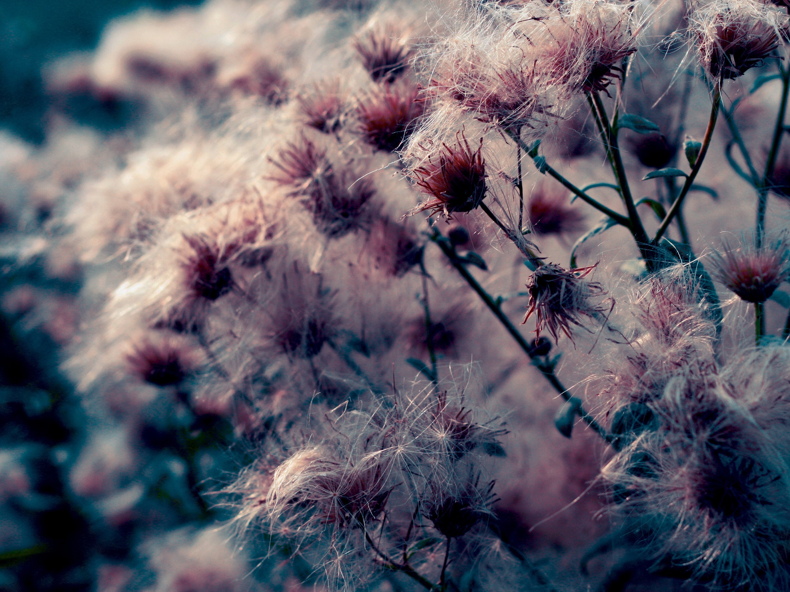 Close-up of fluffy seed heads of plants HD Wallpaper