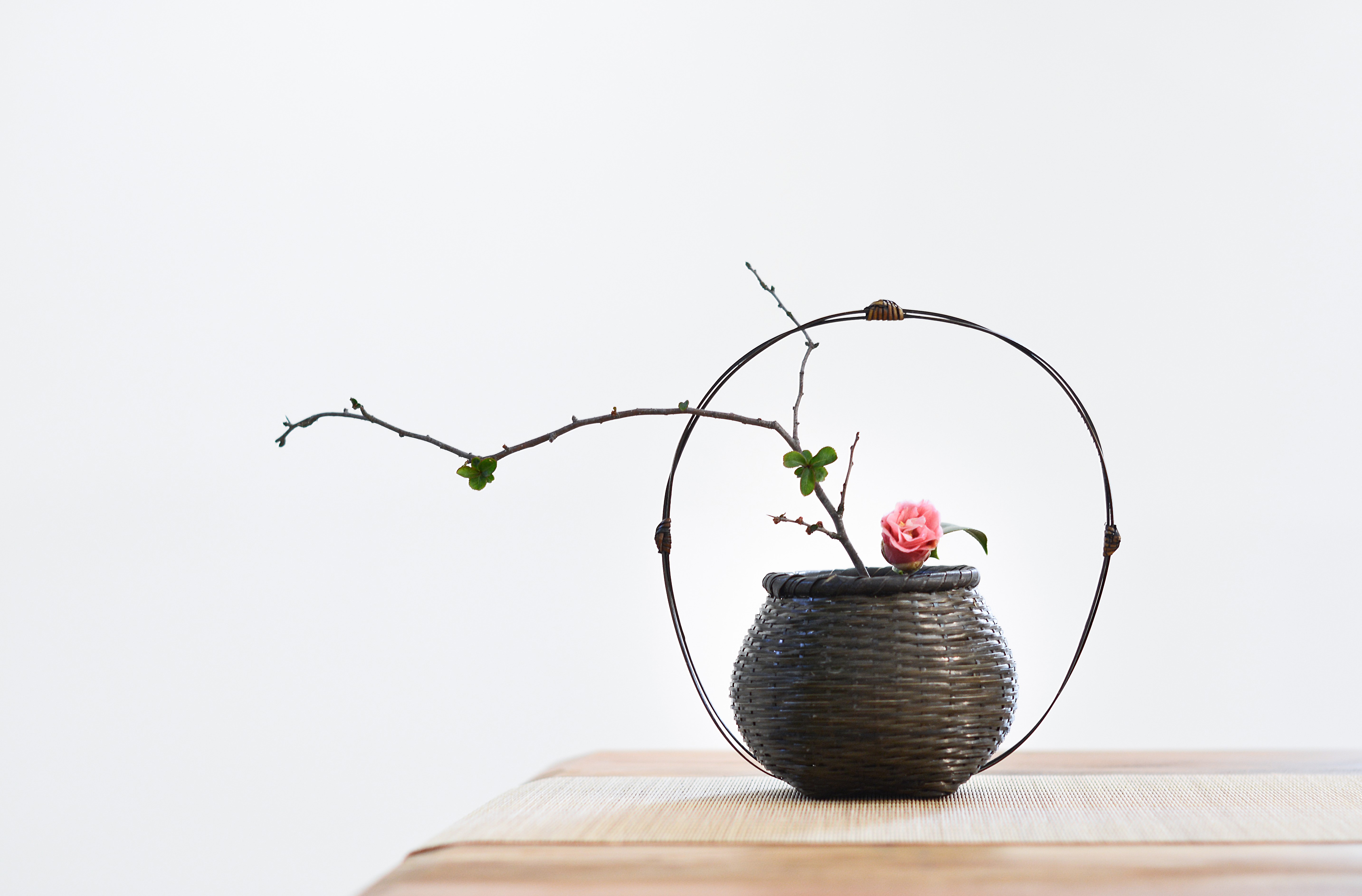 Ikebana arrangement with pink camellia and branches HD Wallpaper