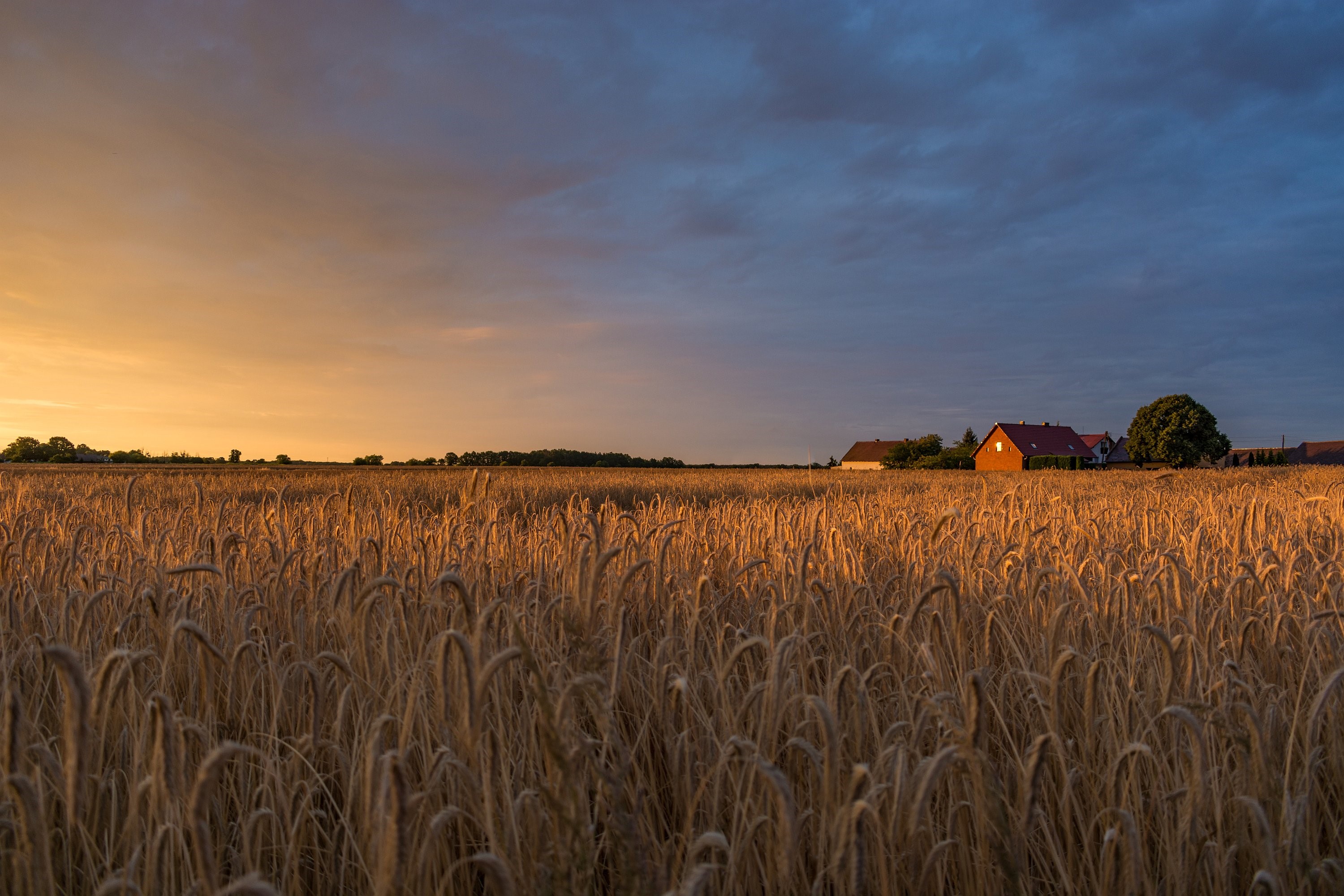 Wheat field at sunset with houses in the distance HD Wallpaper