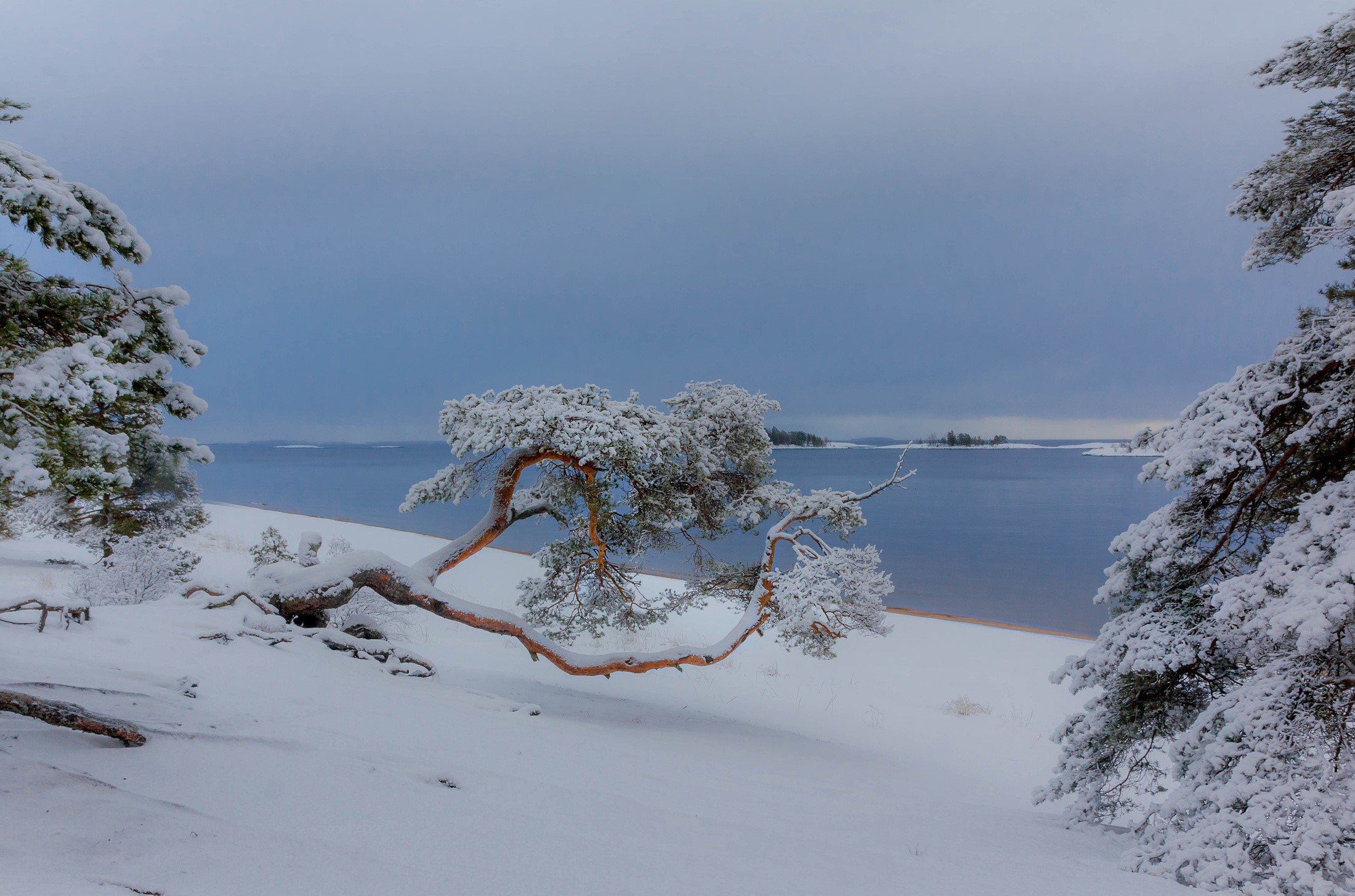 Snow-covered pine trees on a winter beach by the sea HD Wallpaper