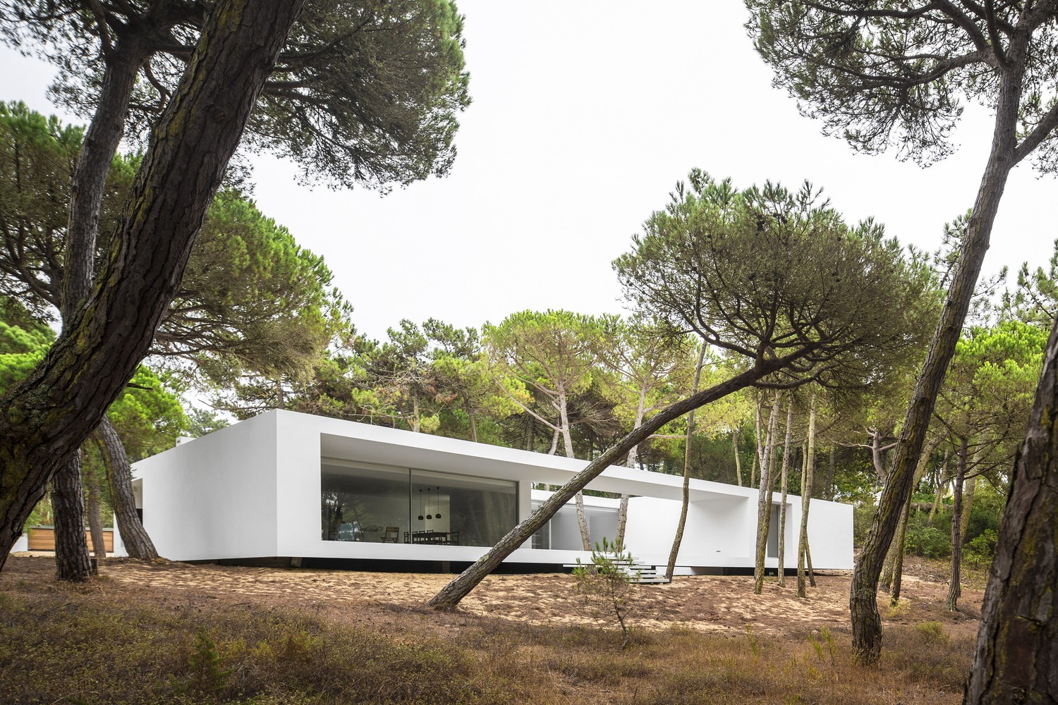 Modern white house in a pine forest HD Wallpaper