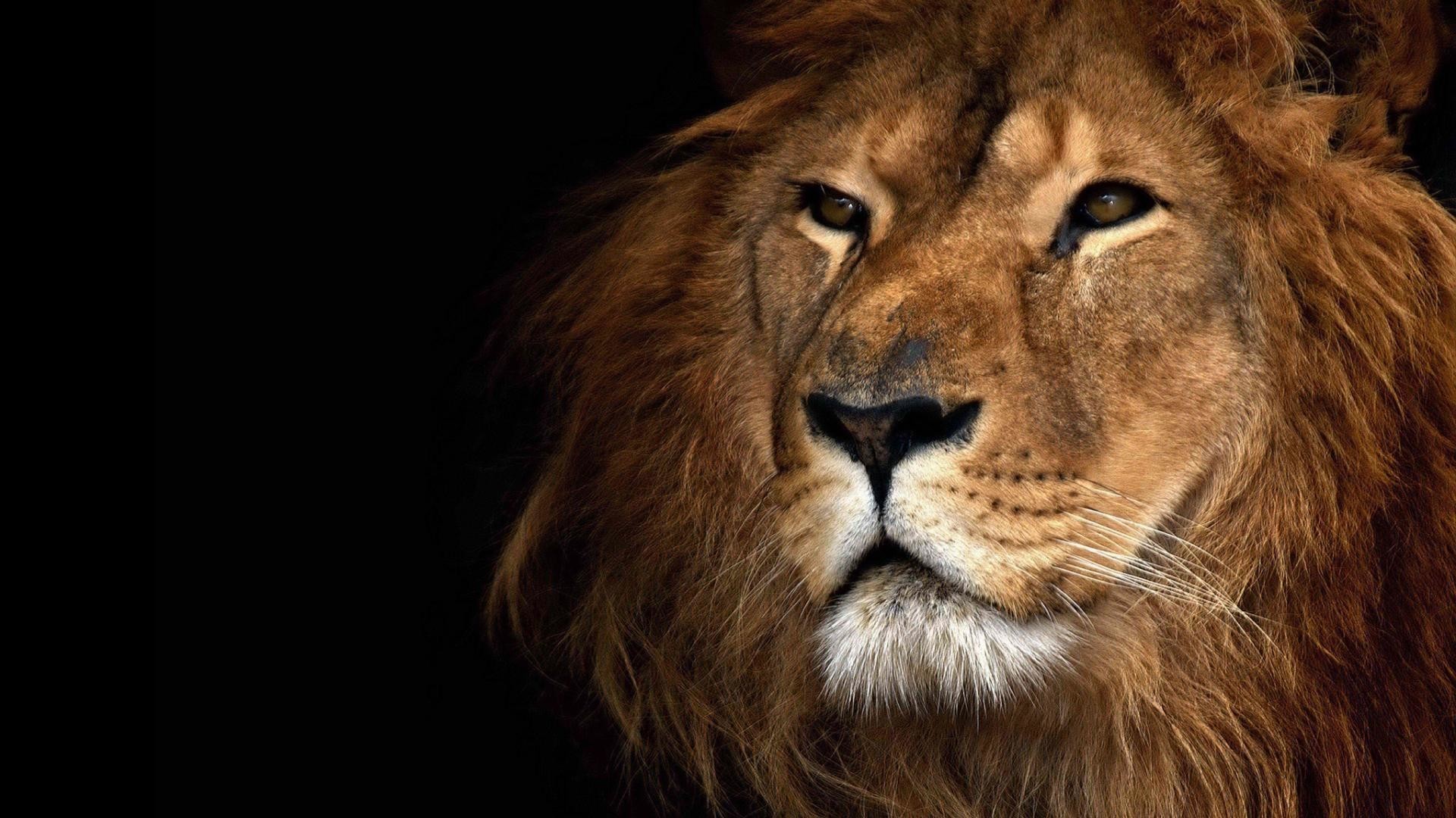 Close-up of a male lion's face HD Wallpaper