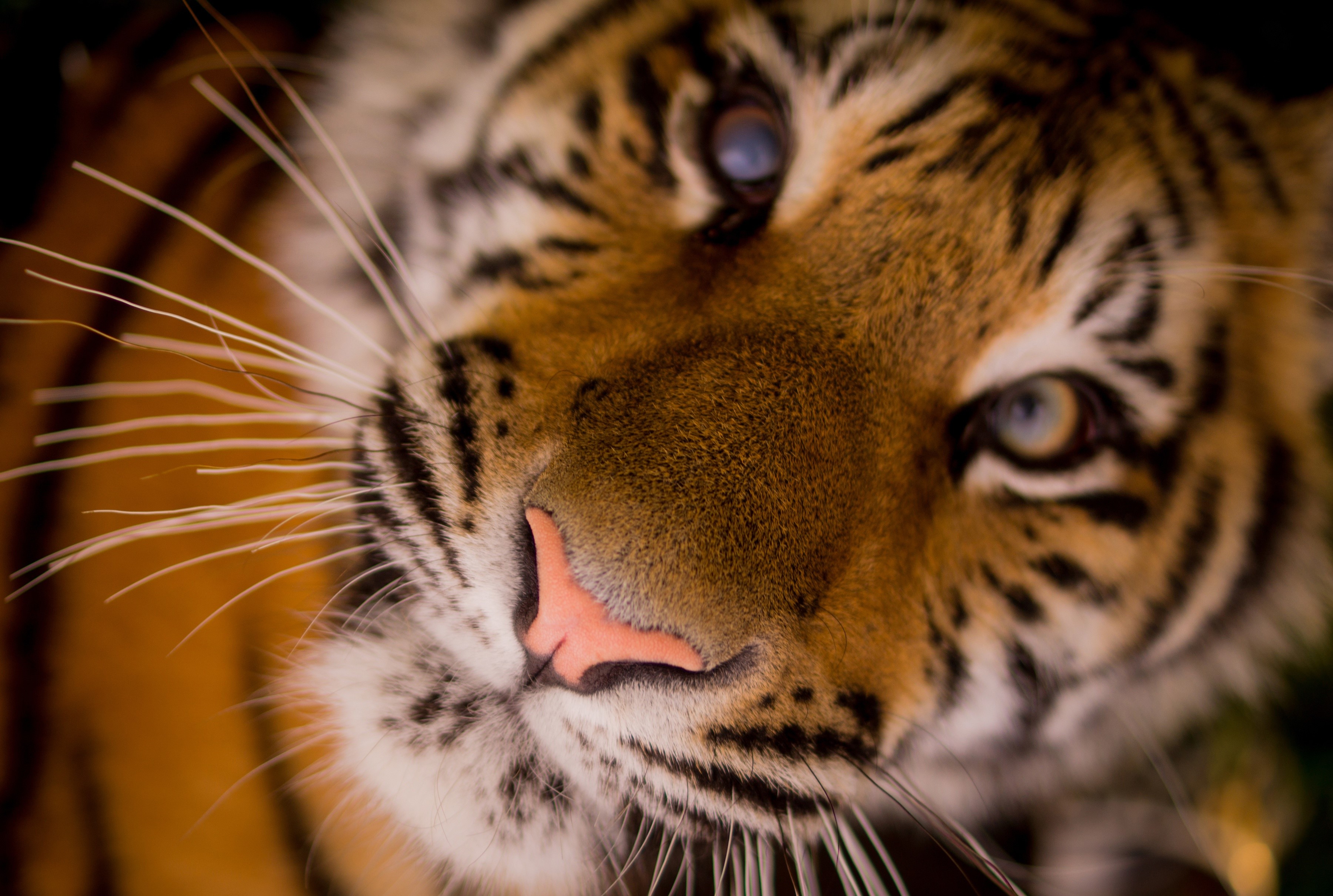 Close-up of a tiger's face HD Wallpaper