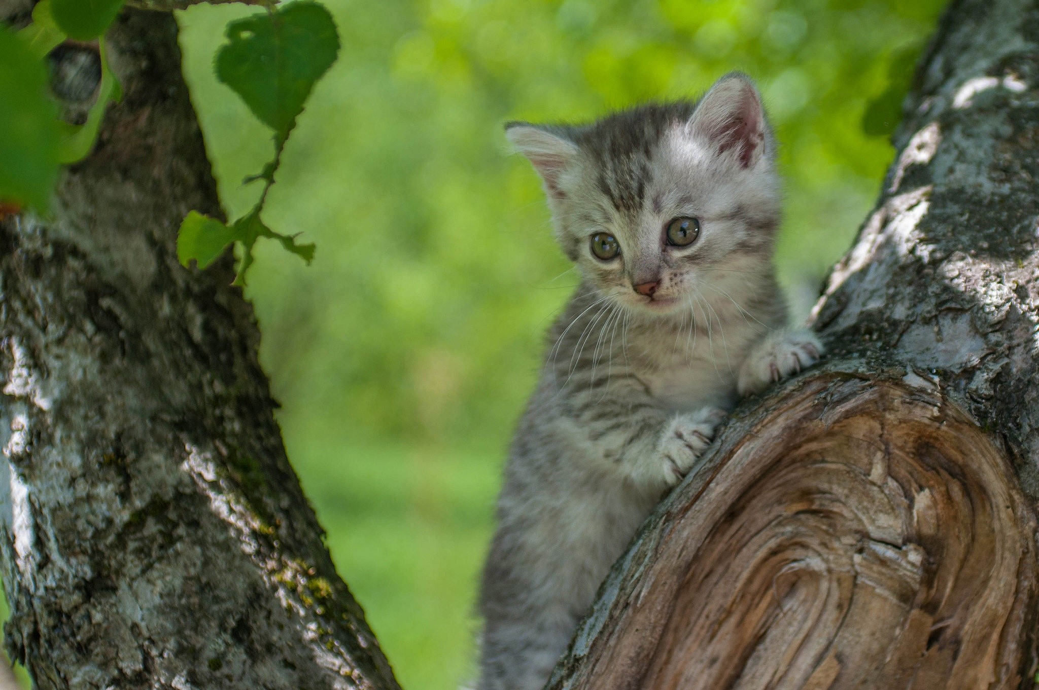 Kitten sitting on a tree branch HD Wallpaper