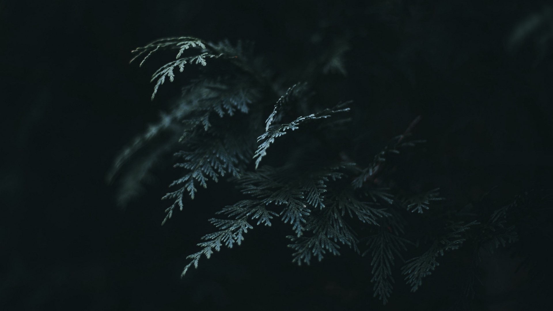 Dark Thuja Leaves HD Wallpaper