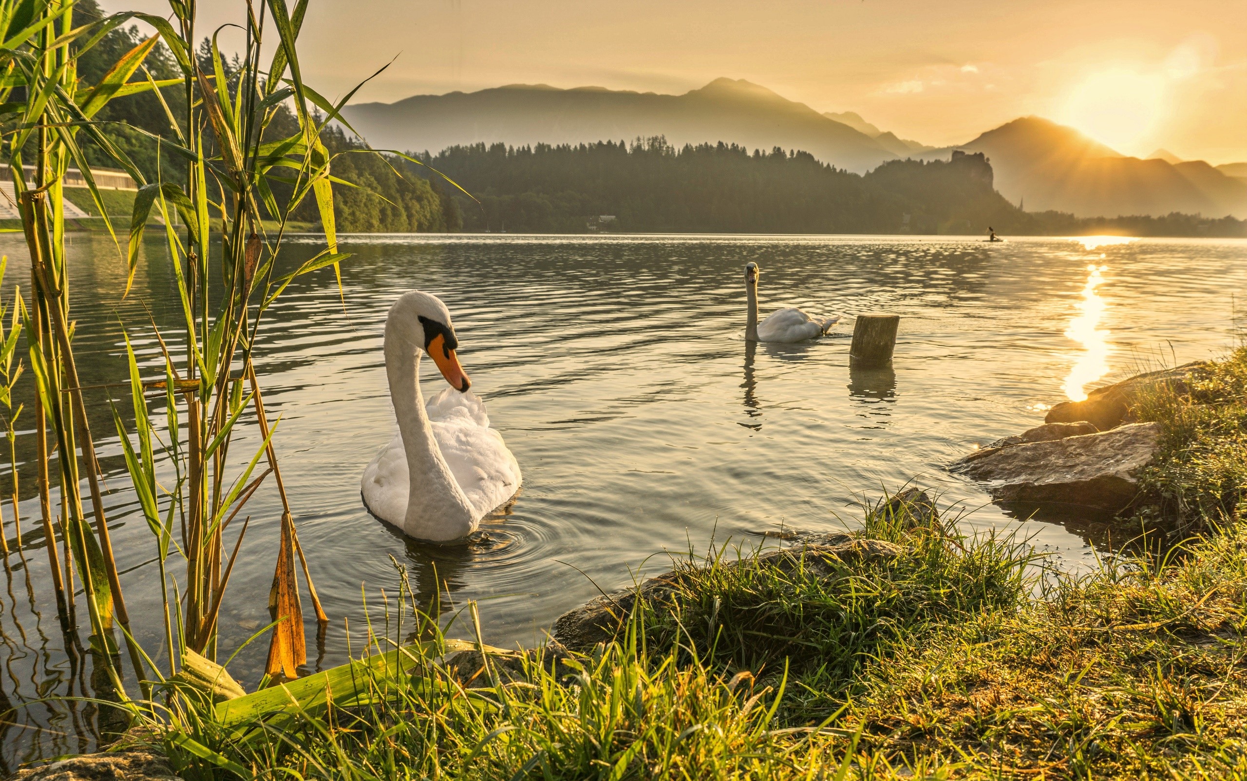Two swans on a lake at sunset with mountains HD Wallpaper