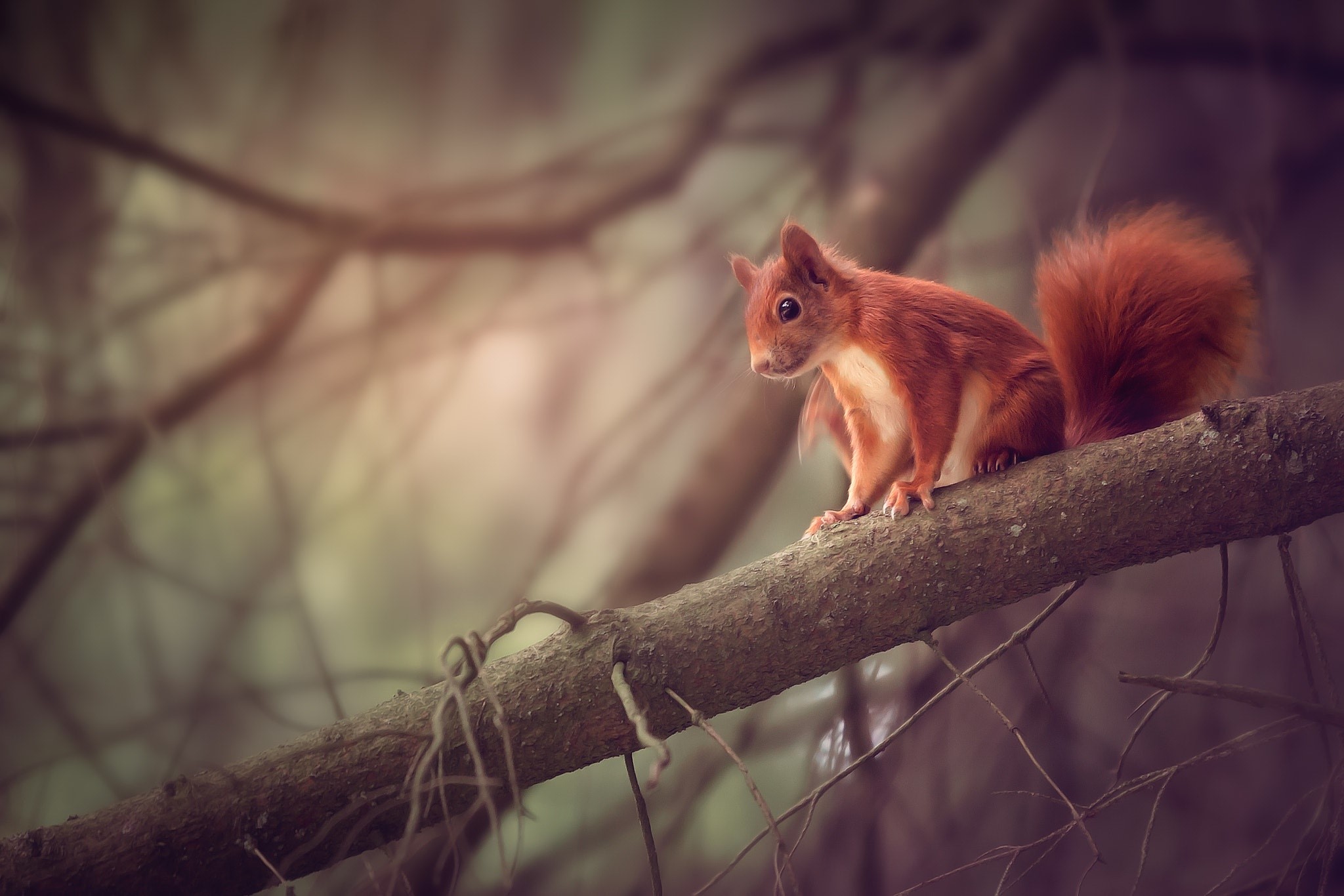 Red squirrel sitting on a tree branch in a forest HD Wallpaper
