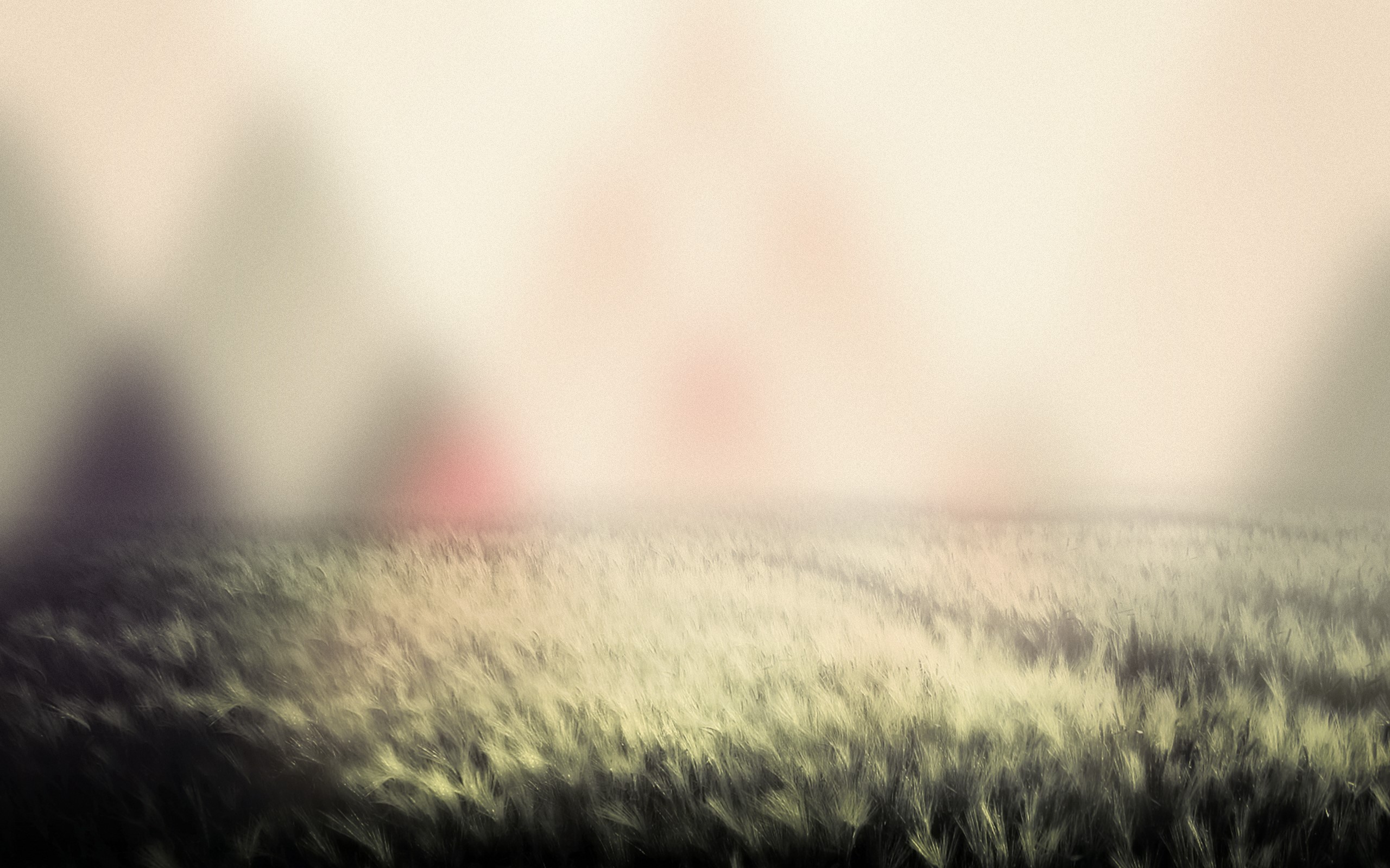 Blurred field of wheat with soft light HD Wallpaper