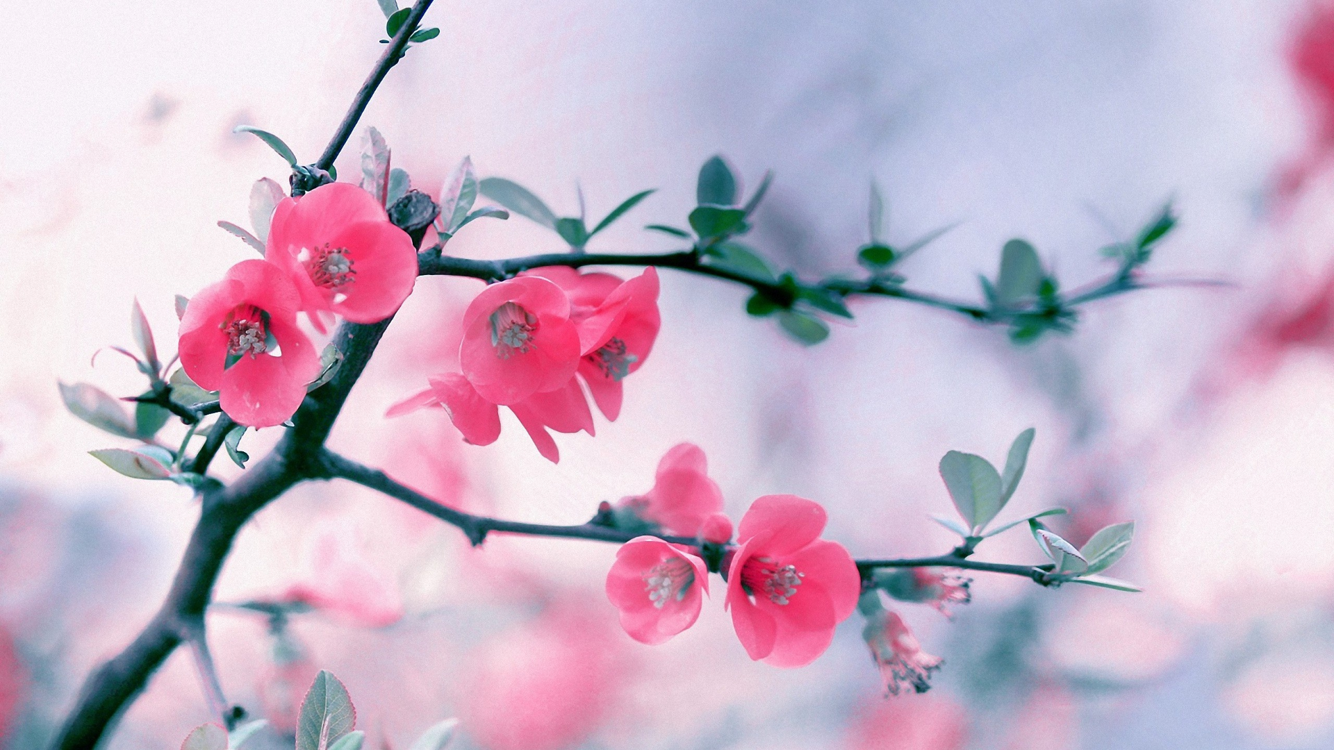 Pink flowers on a branch with shallow depth of field HD Wallpaper