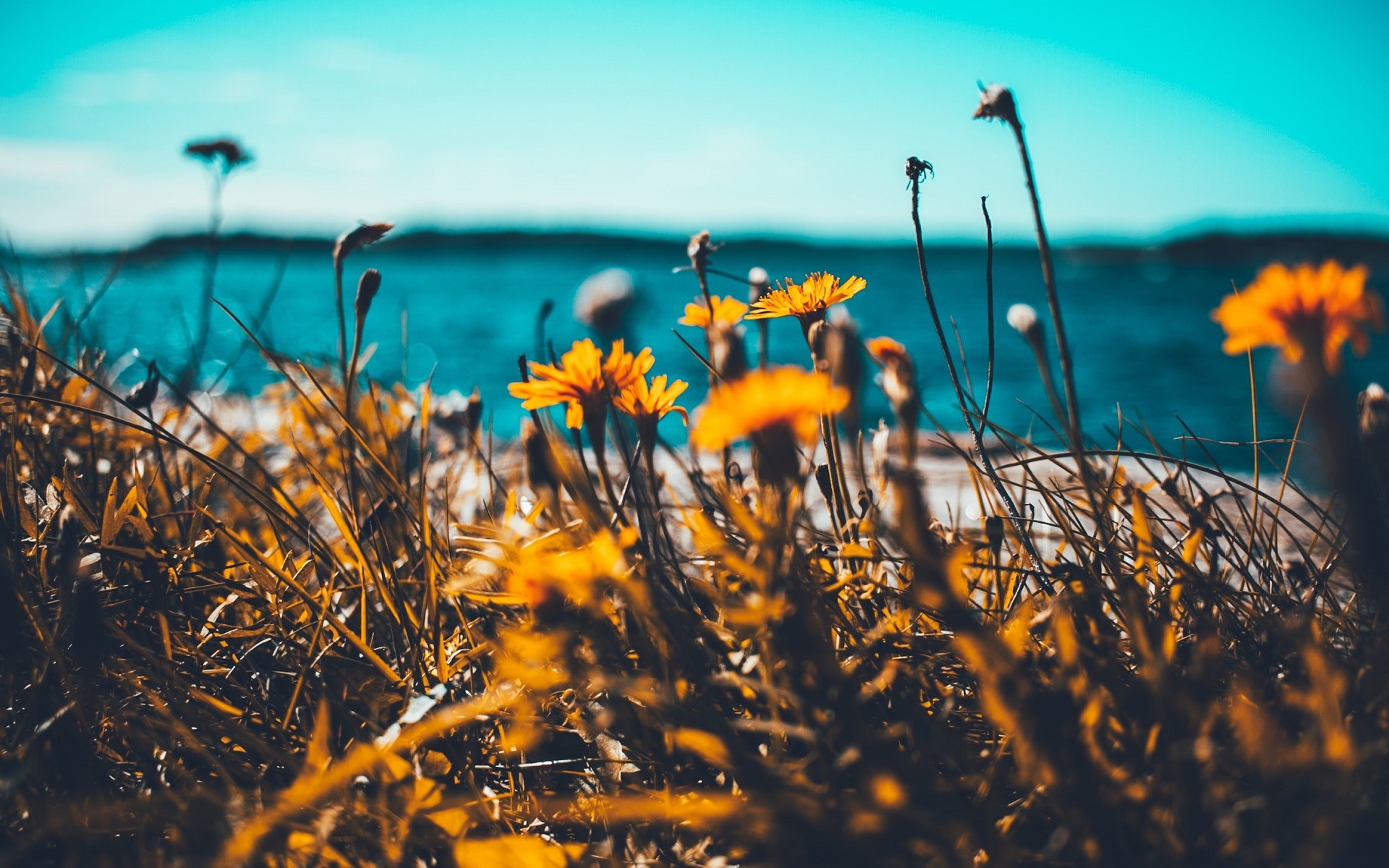 Yellow flowers by the sea with shallow depth of field HD Wallpaper