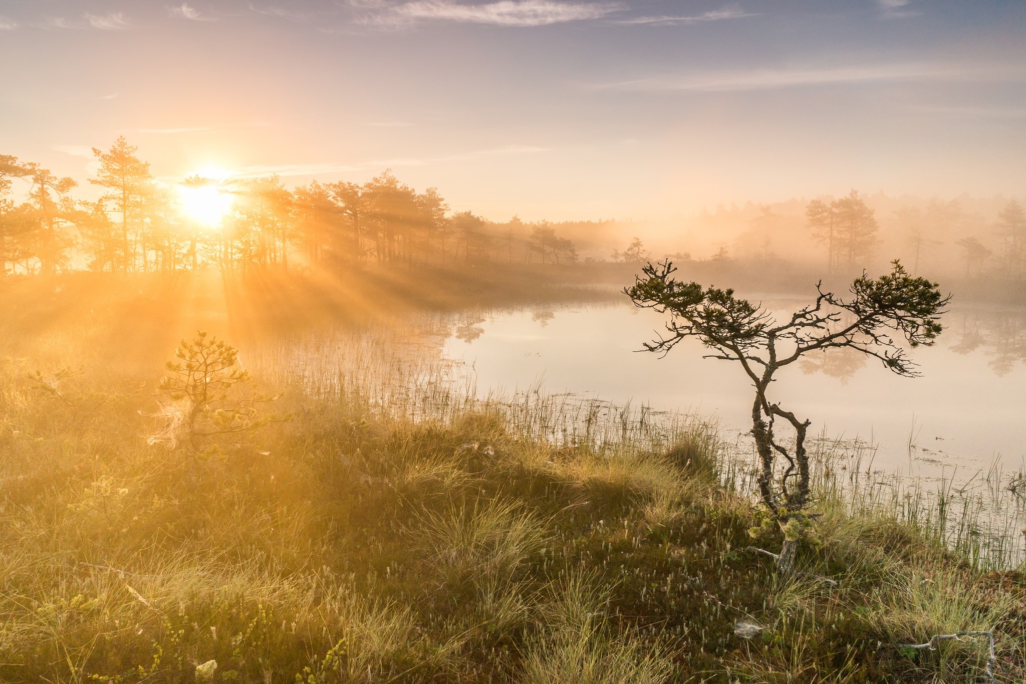 Sunrise over a misty bog with a lone tree HD Wallpaper