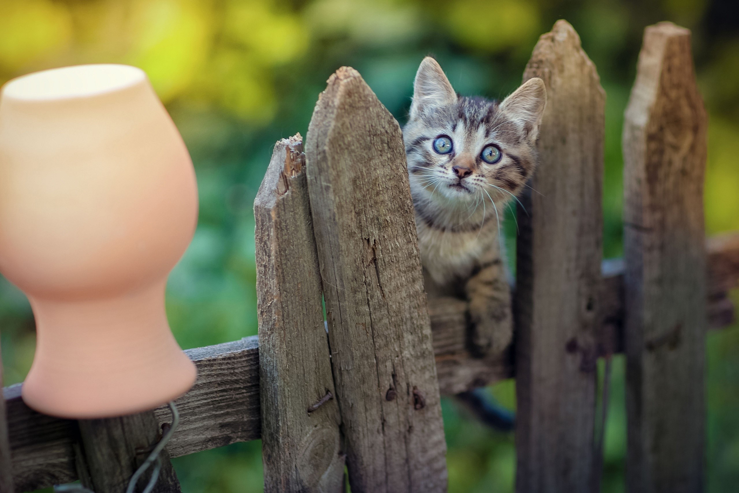 Kitten peeking over a wooden fence HD Wallpaper