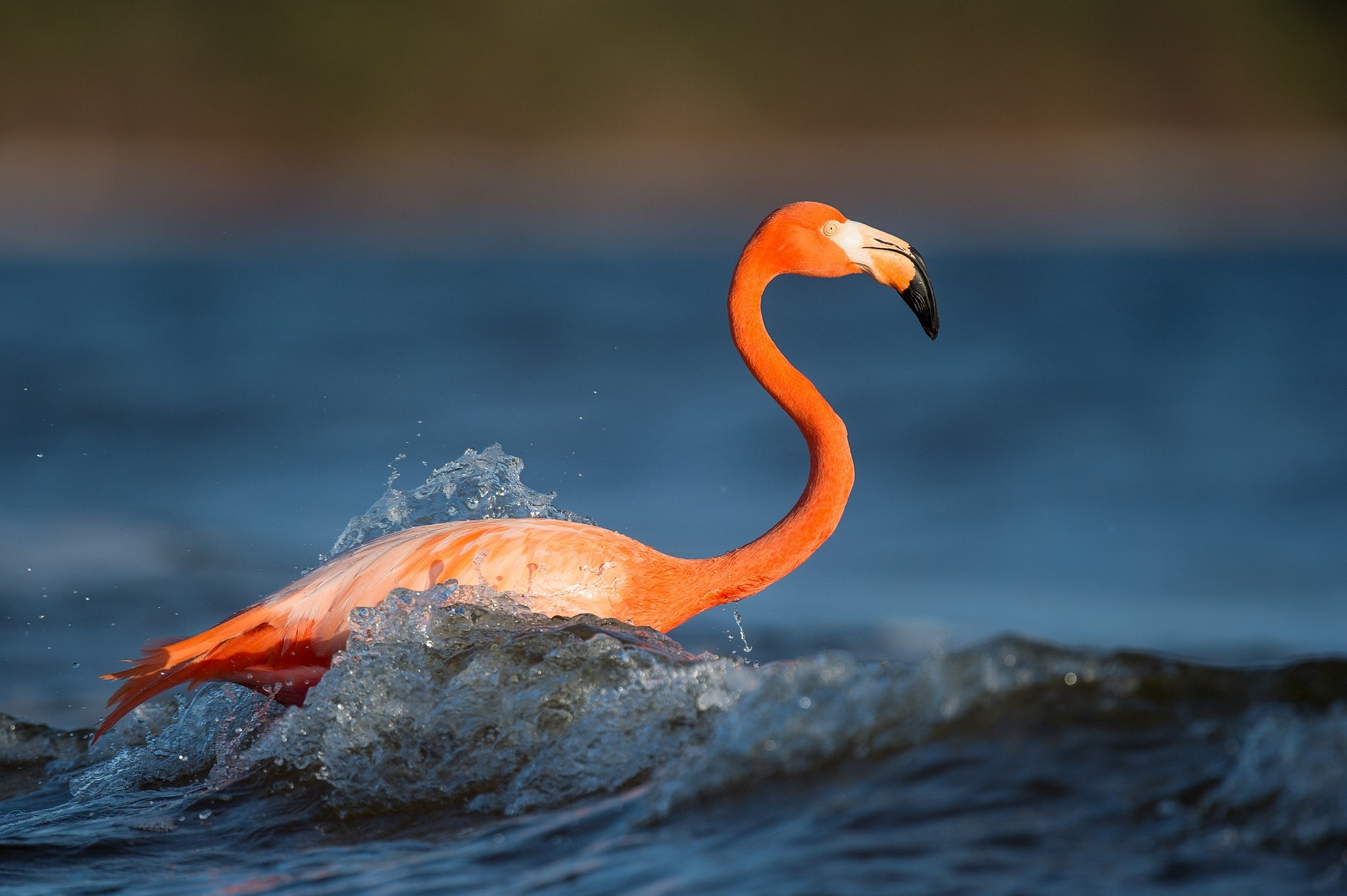Flamingo wading through water with splashes HD Wallpaper