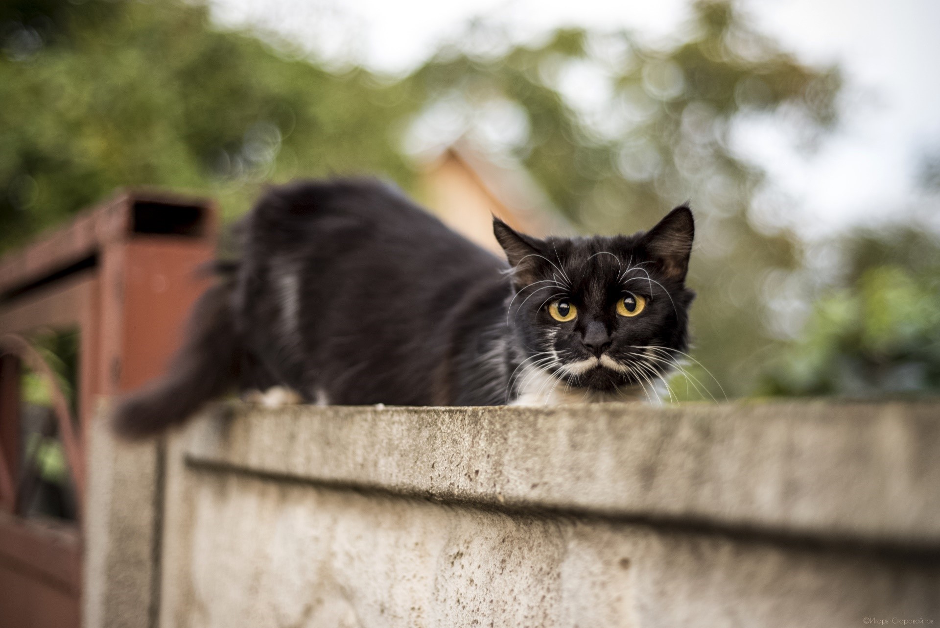 Black and white cat with mustache on a wall HD Wallpaper