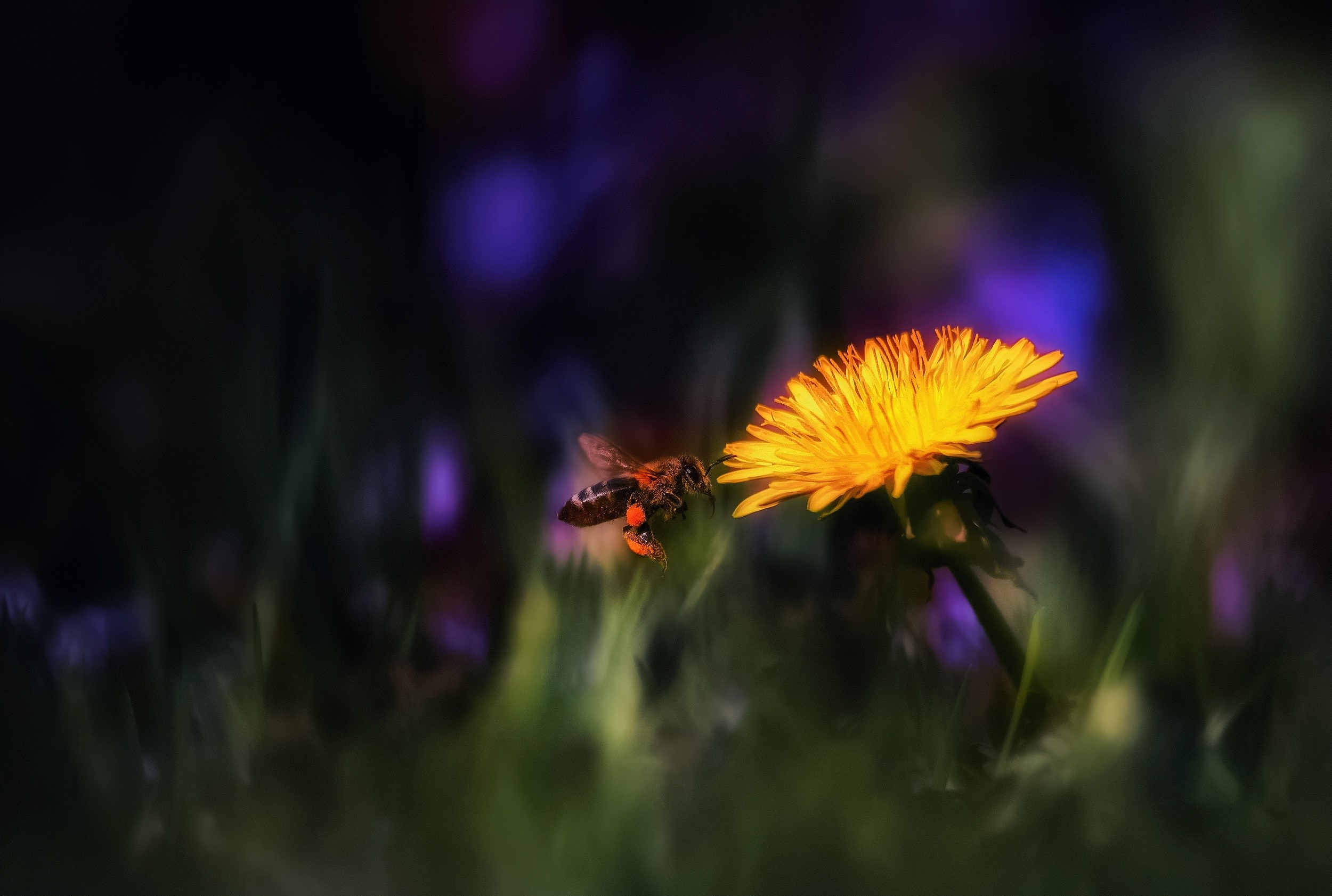 Bee approaching a dandelion flower in nature HD Wallpaper