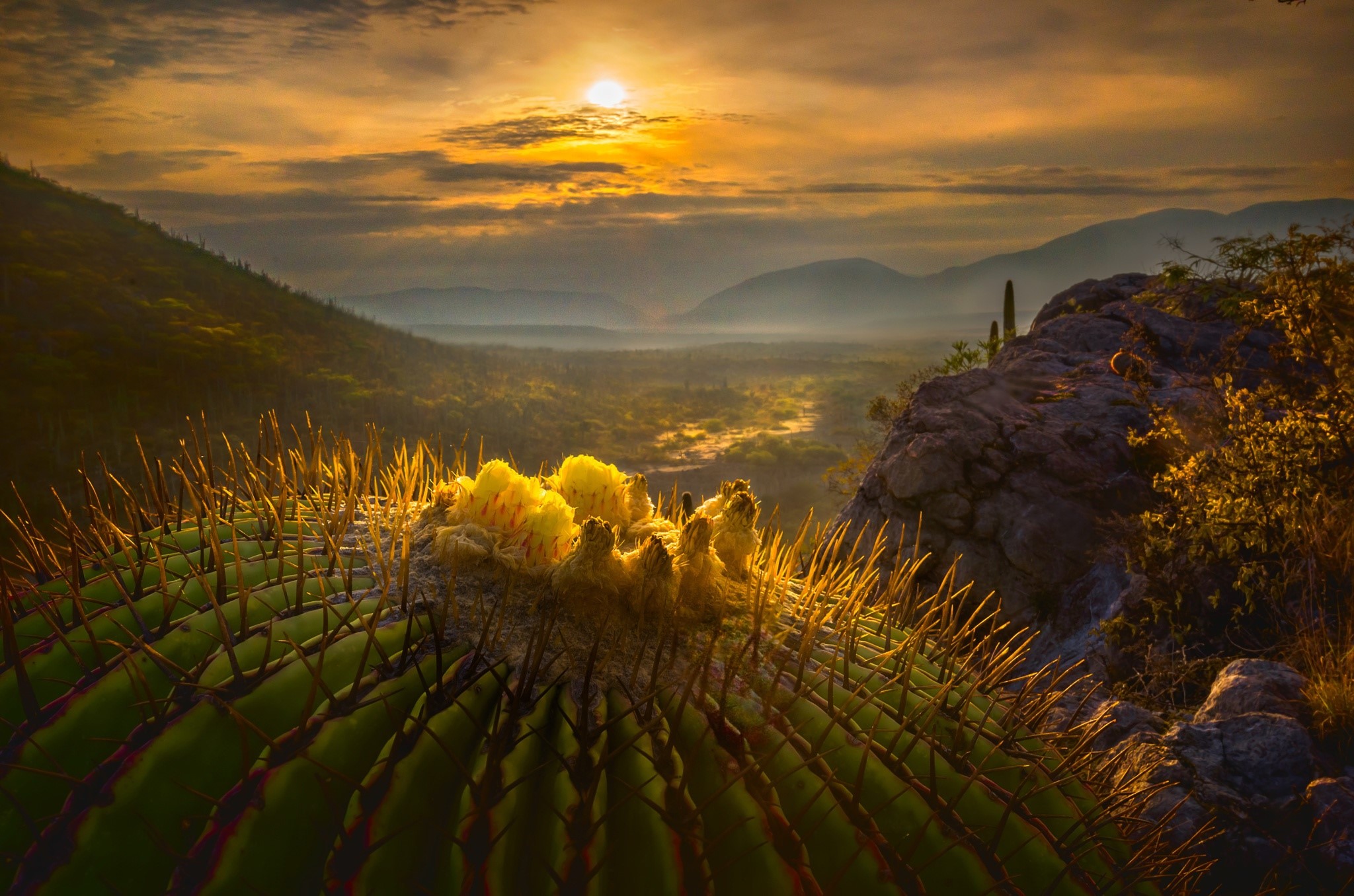 Barrel cactus with yellow flowers at sunrise in Mexico HD Wallpaper