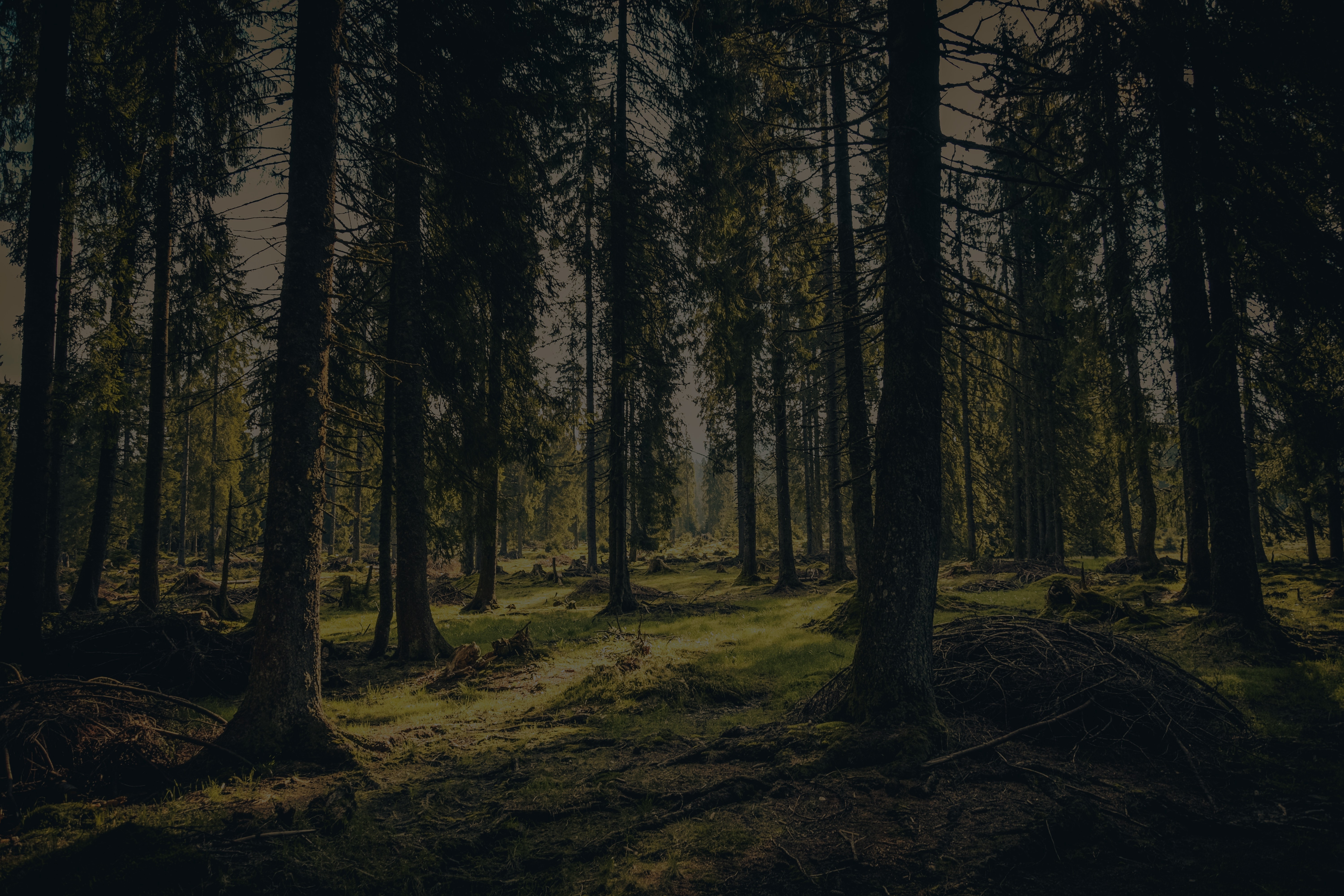4K forest landscape with tall trees and grass HD Wallpaper