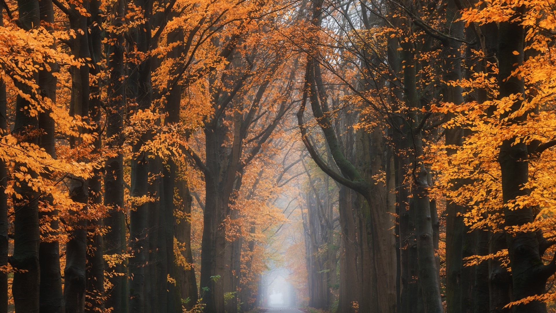 Autumn forest path with orange leaves and mist HD Wallpaper
