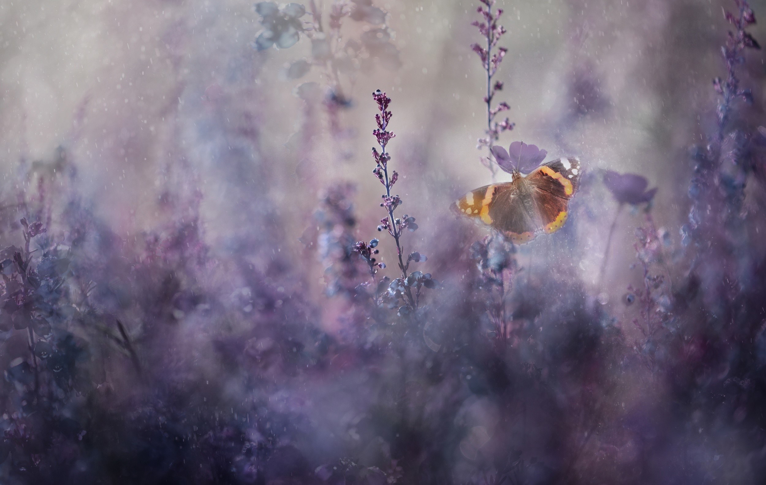Butterfly on purple flowers in soft focus HD Wallpaper