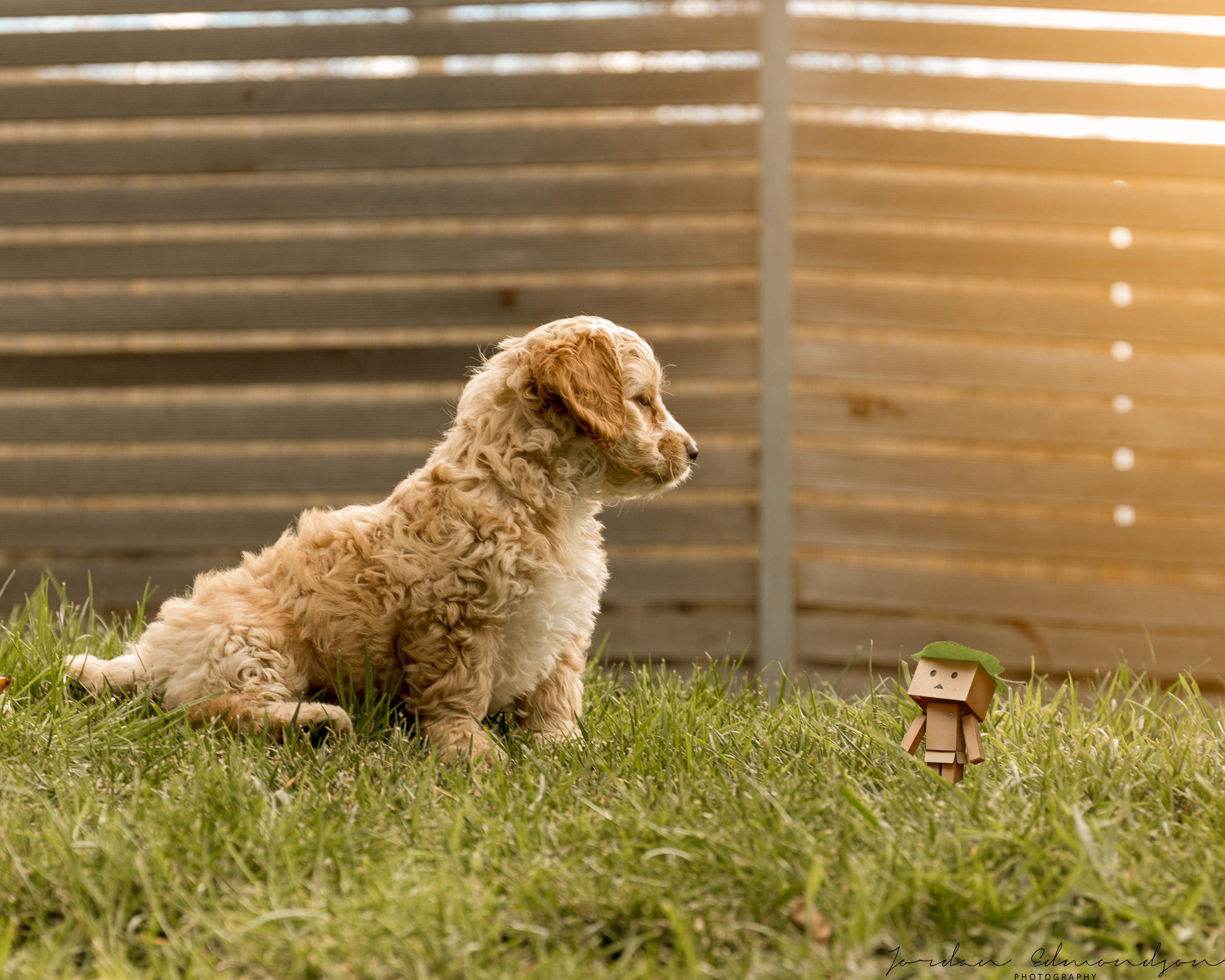 Puppy looking at a small toy in the grass HD Wallpaper