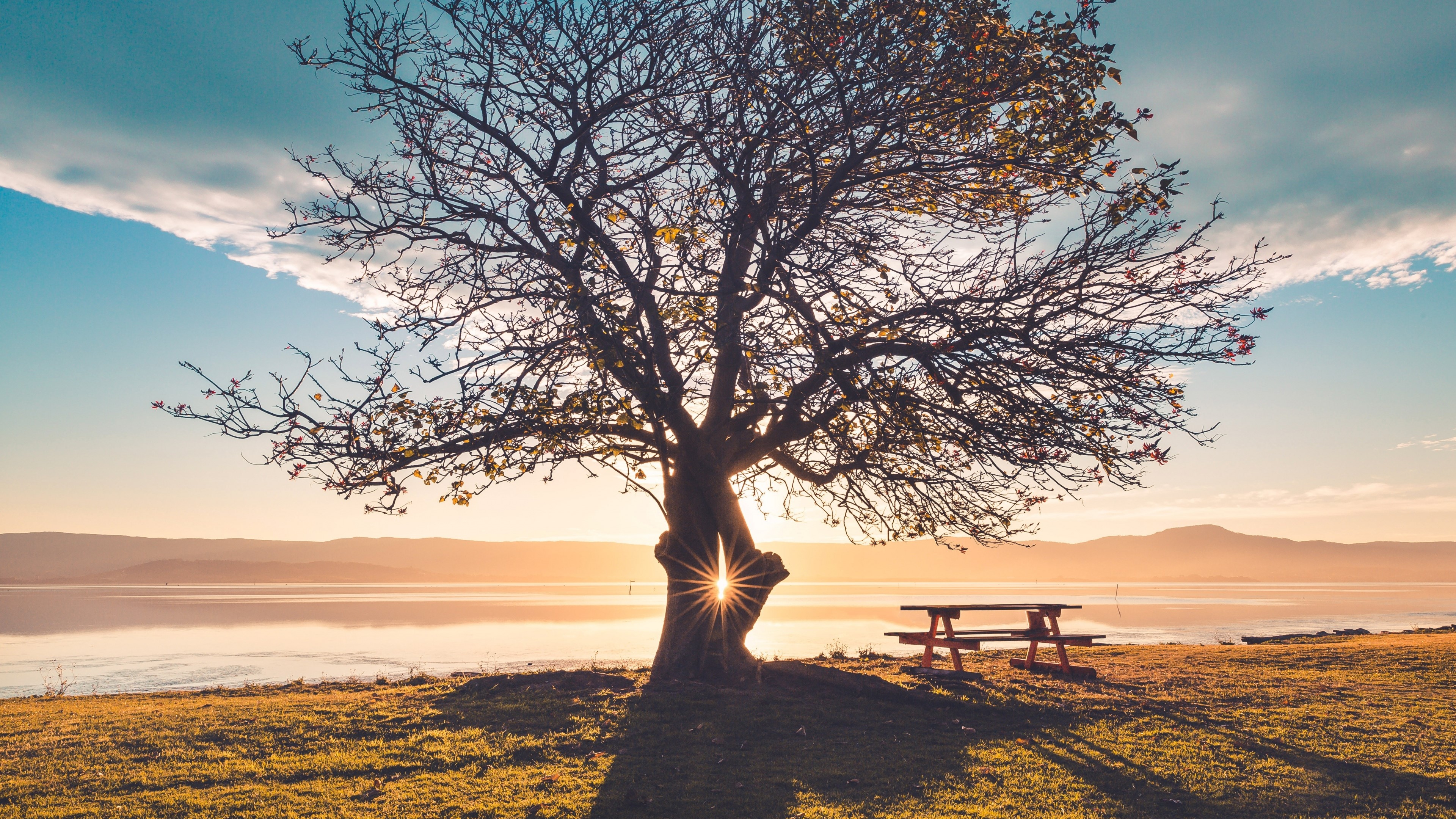 Tree and picnic table by the water at sunset HD Wallpaper