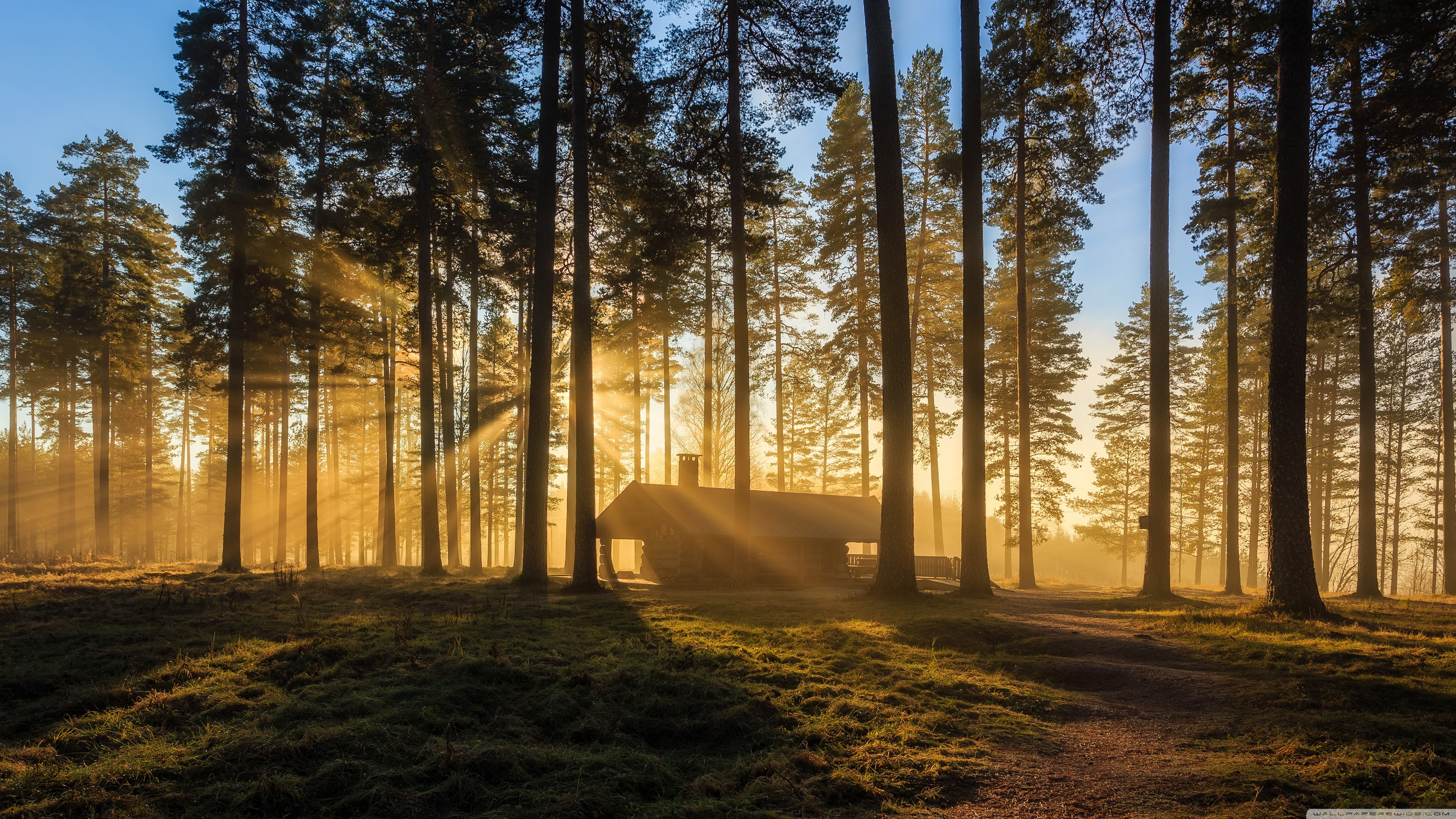 Sunlight filtering through trees onto a hut HD Wallpaper
