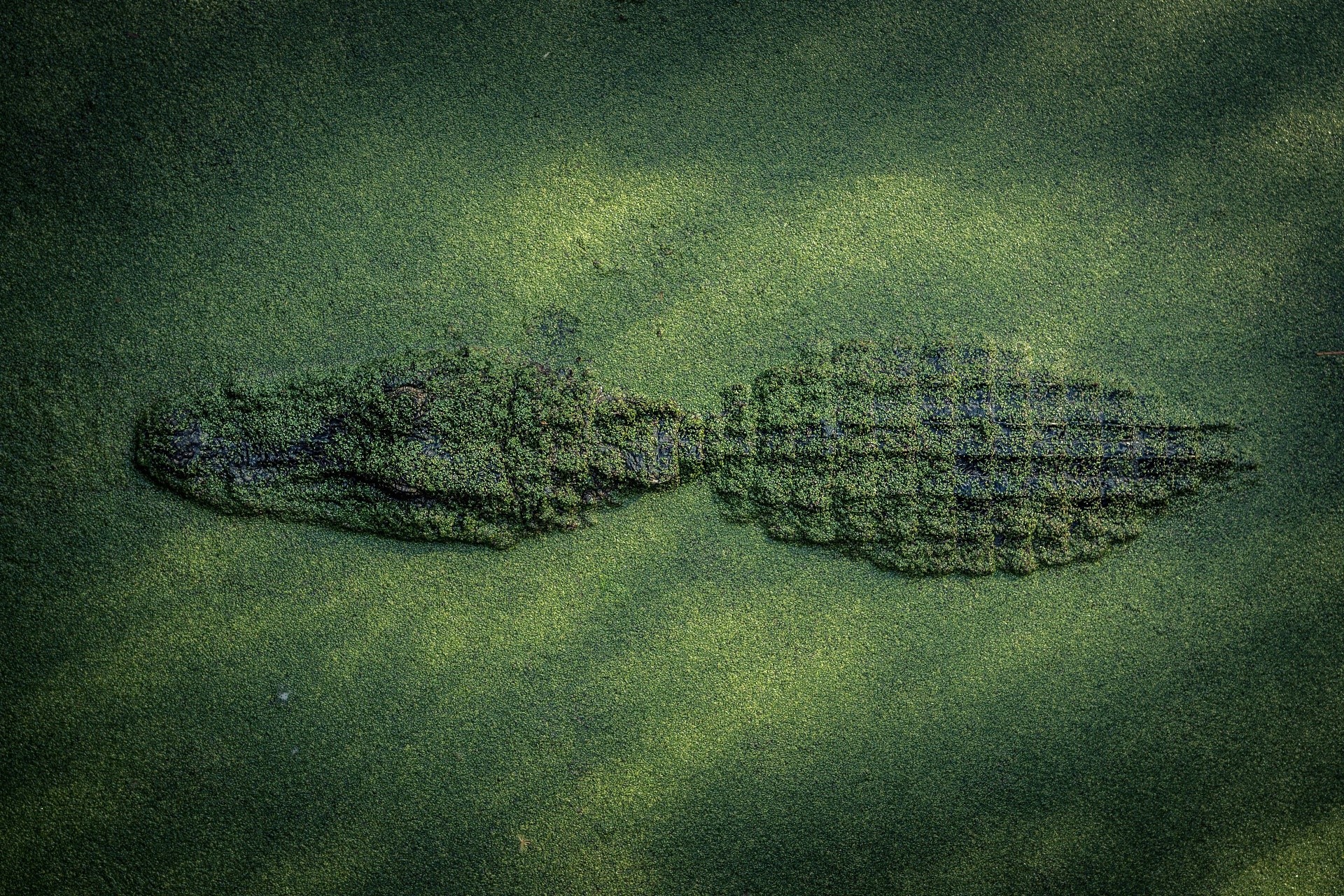 Alligator camouflaged in green water HD Wallpaper