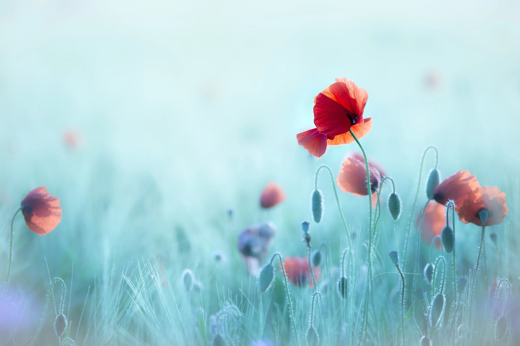 Red poppies in a field with cyan background HD Wallpaper