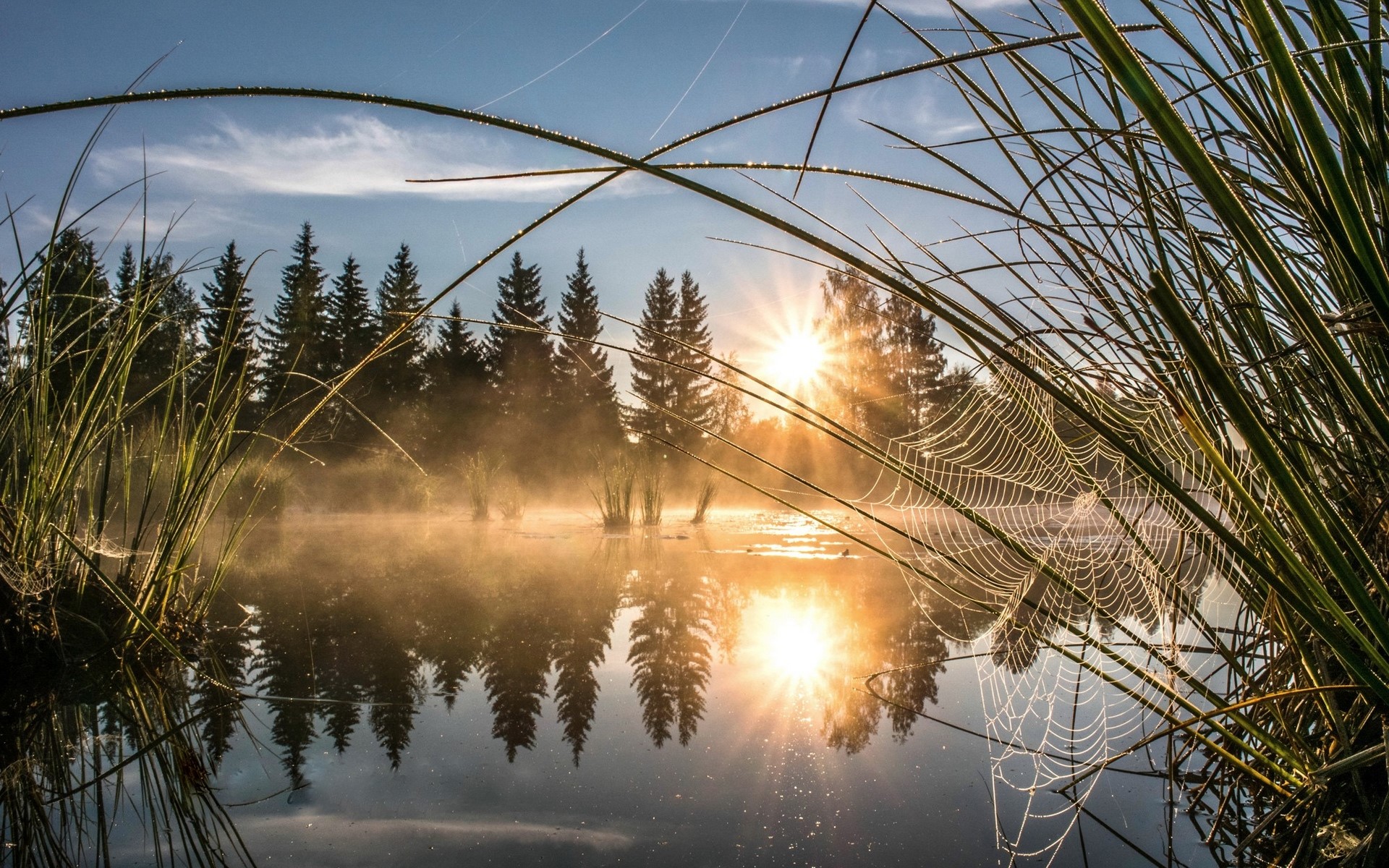 Spiderwebs on a misty lake at sunrise with pine trees HD Wallpaper