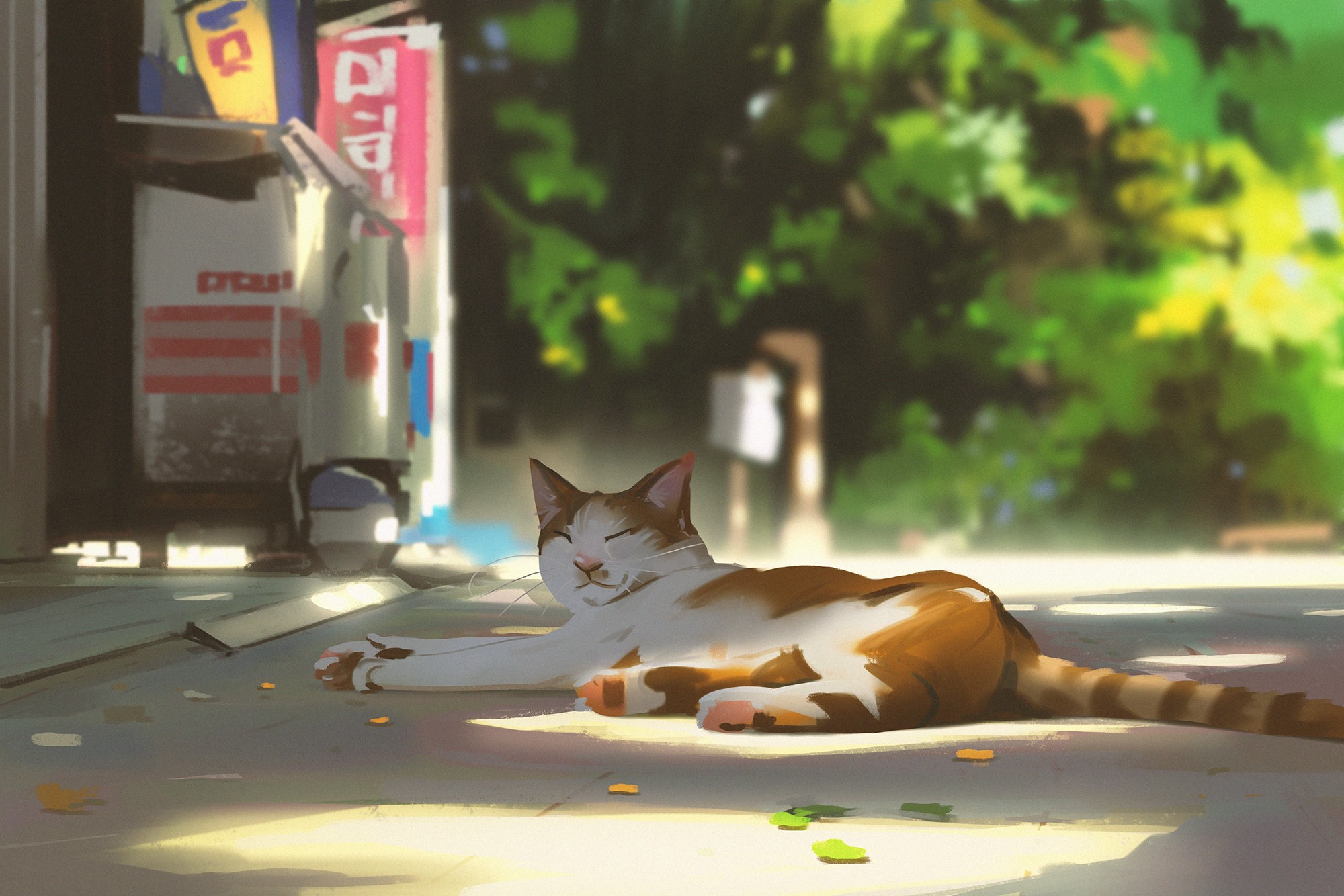 Cat sleeping in the sun by a store HD Wallpaper
