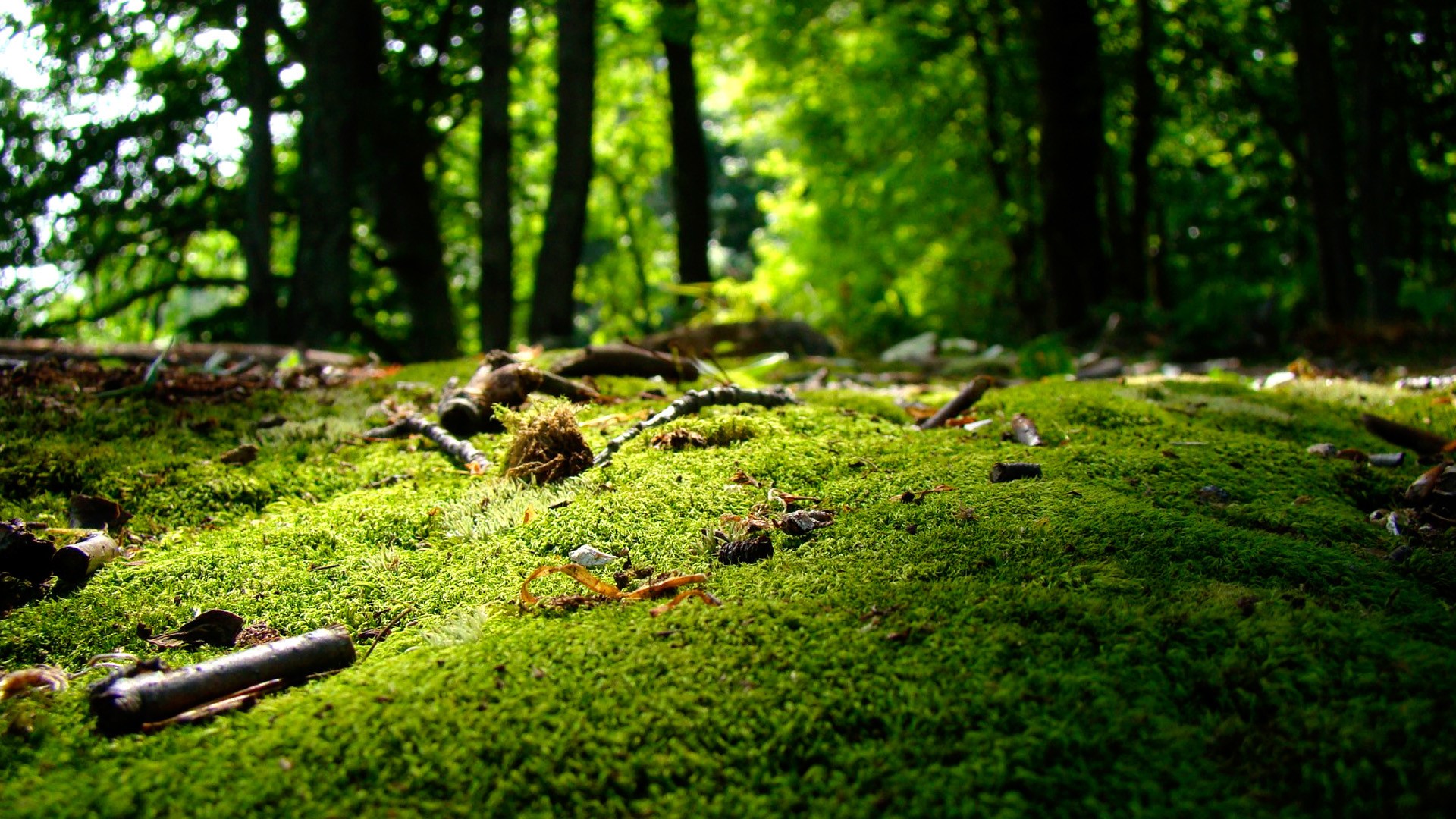Mossy forest floor with trees in the background HD Wallpaper