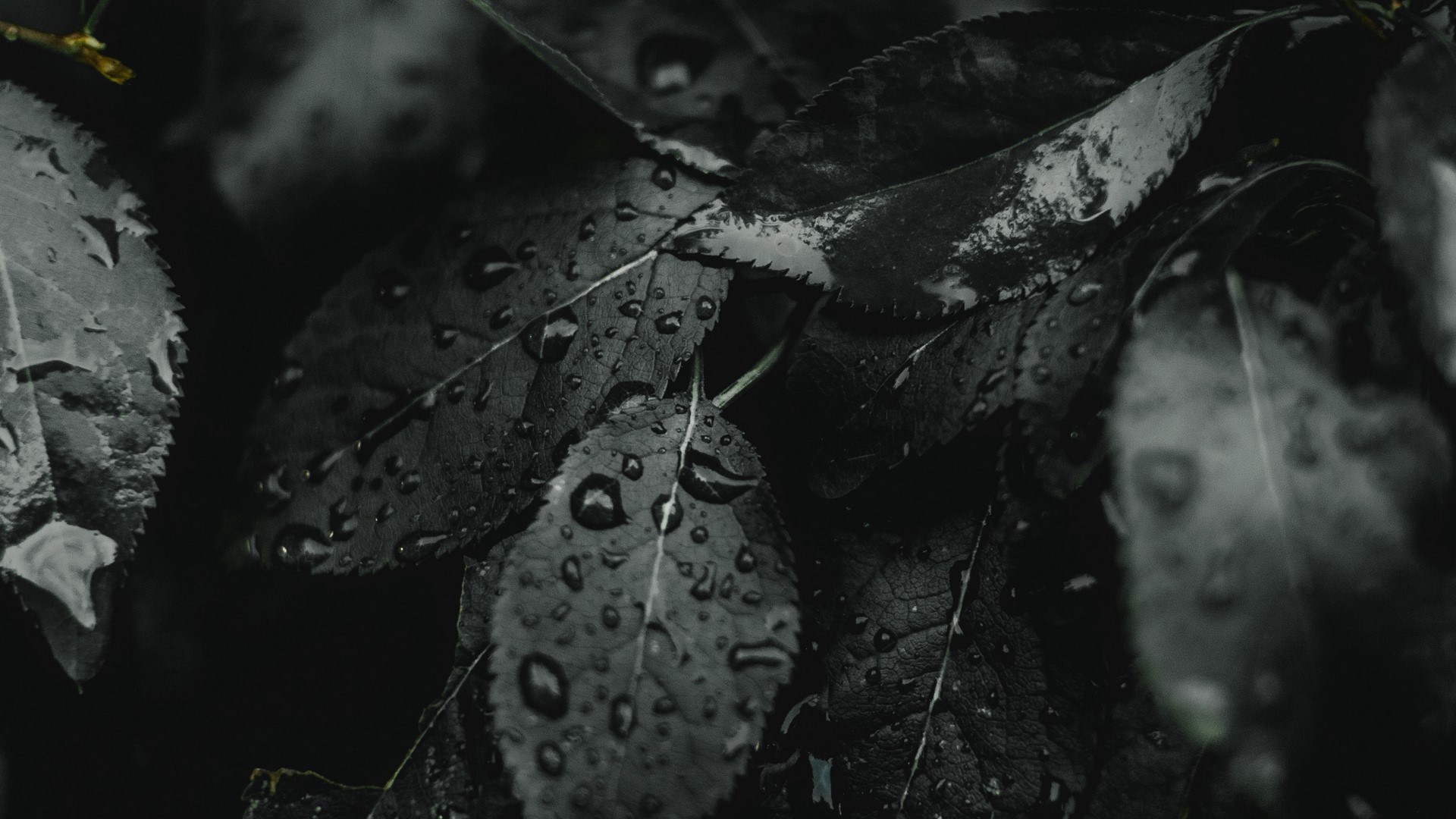 Dark wet leaves with water droplets HD Wallpaper