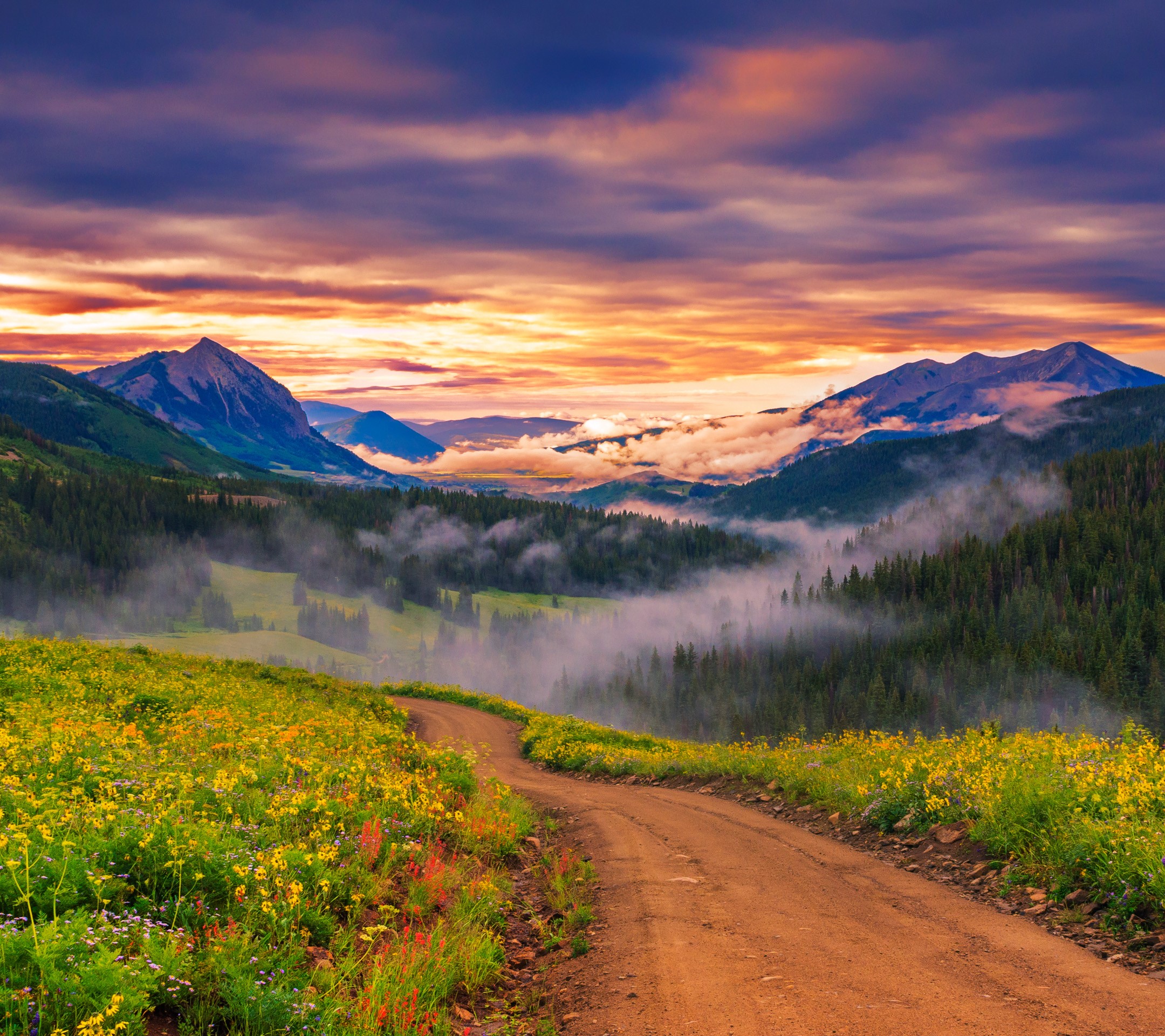 Dirt road through a wildflower meadow with mountains at sunset HD Wallpaper