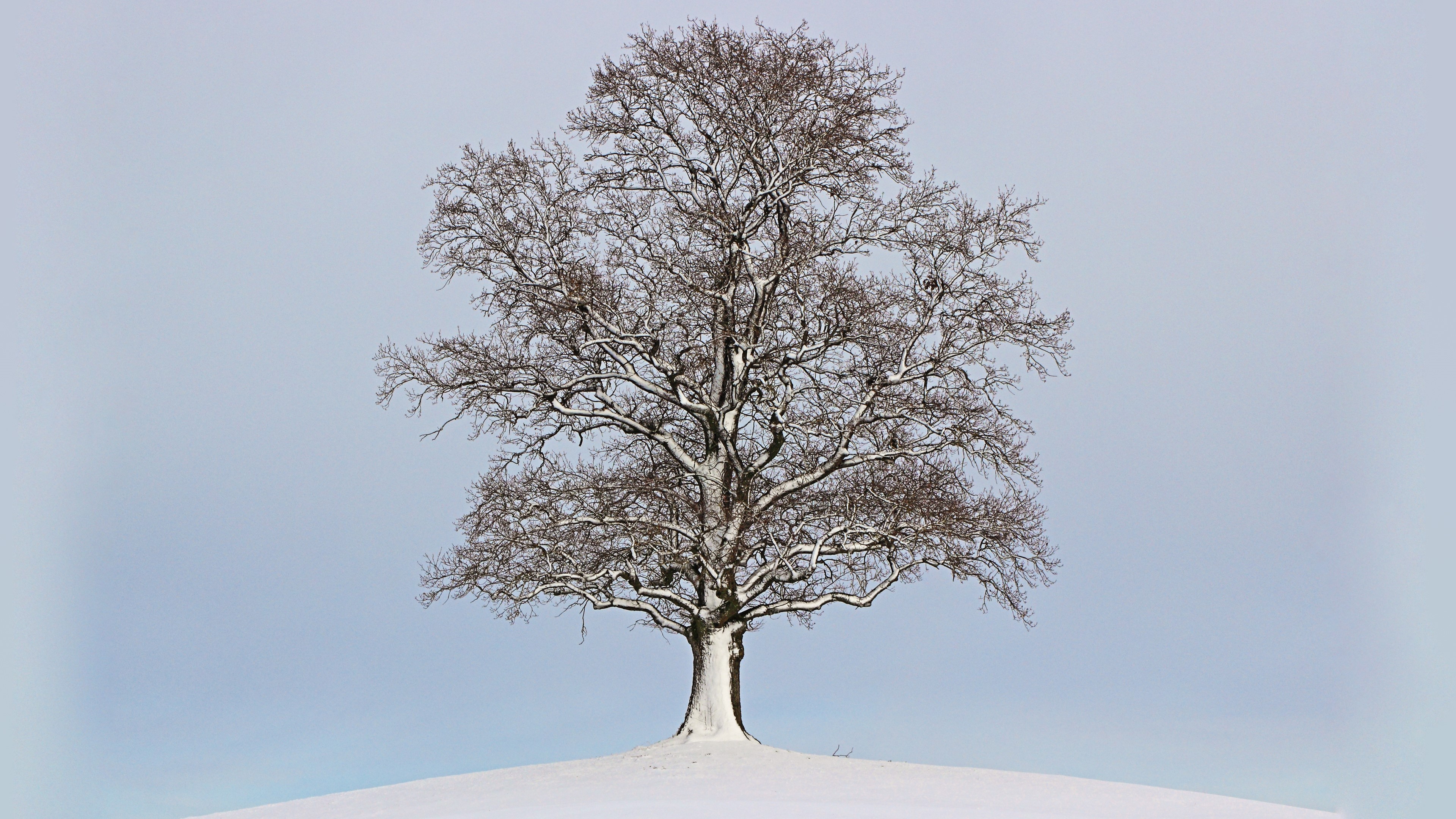 Bare tree covered in snow on a winter day HD Wallpaper